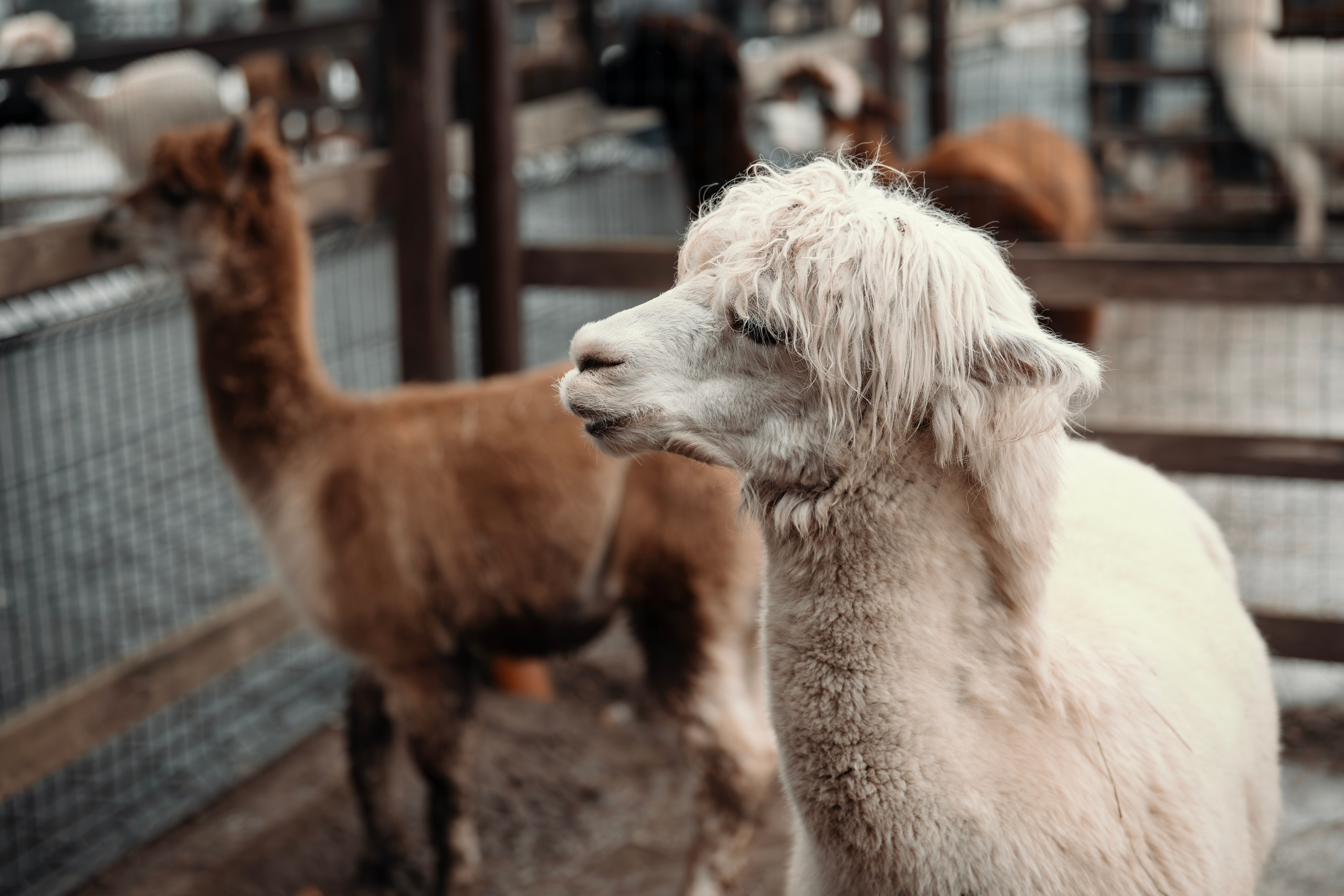 Альпаки. Свадебный и семейный фотограф в Москве Елена Новикова