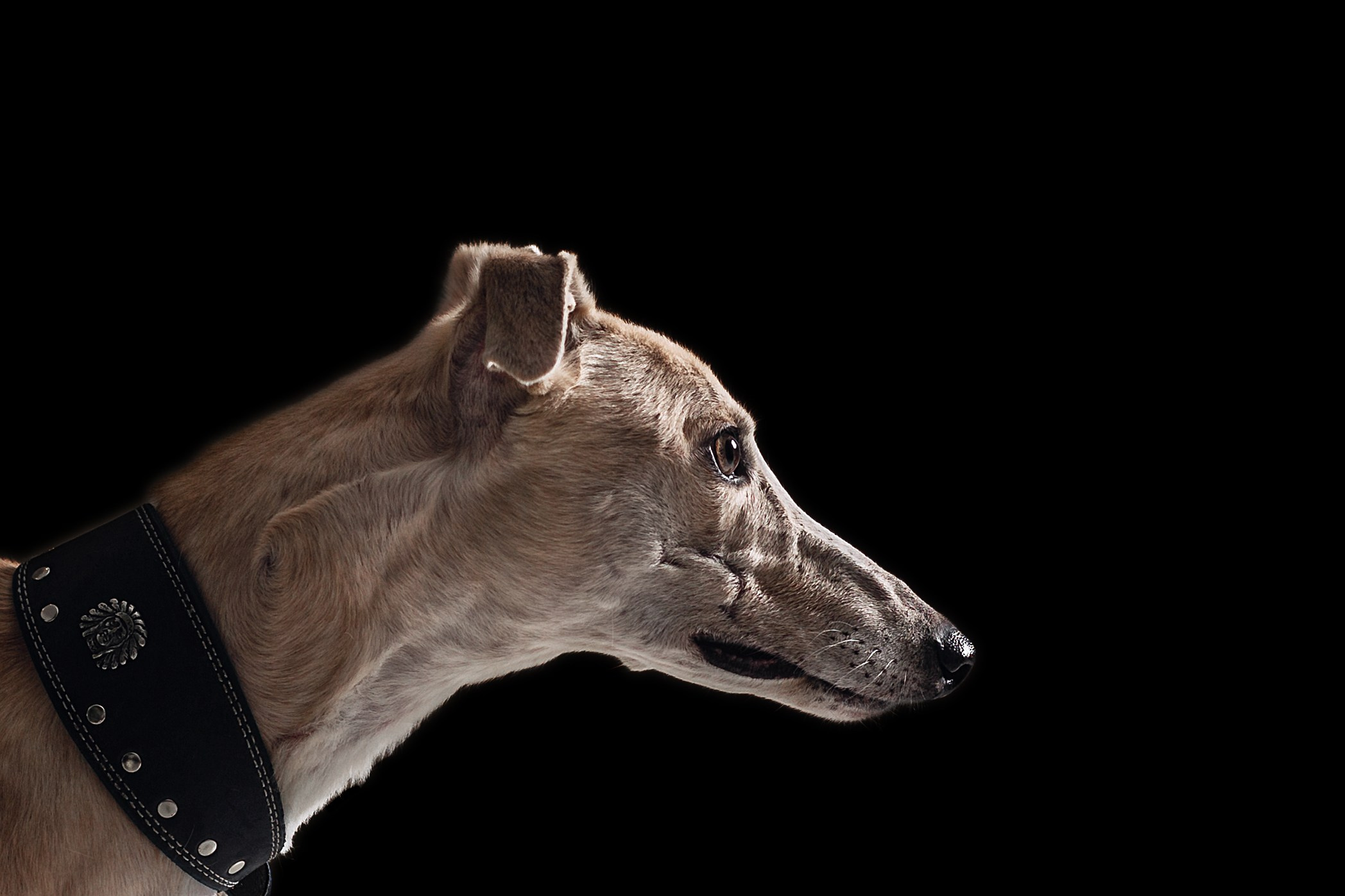 Фотограф-анималист Татьяна Степанова