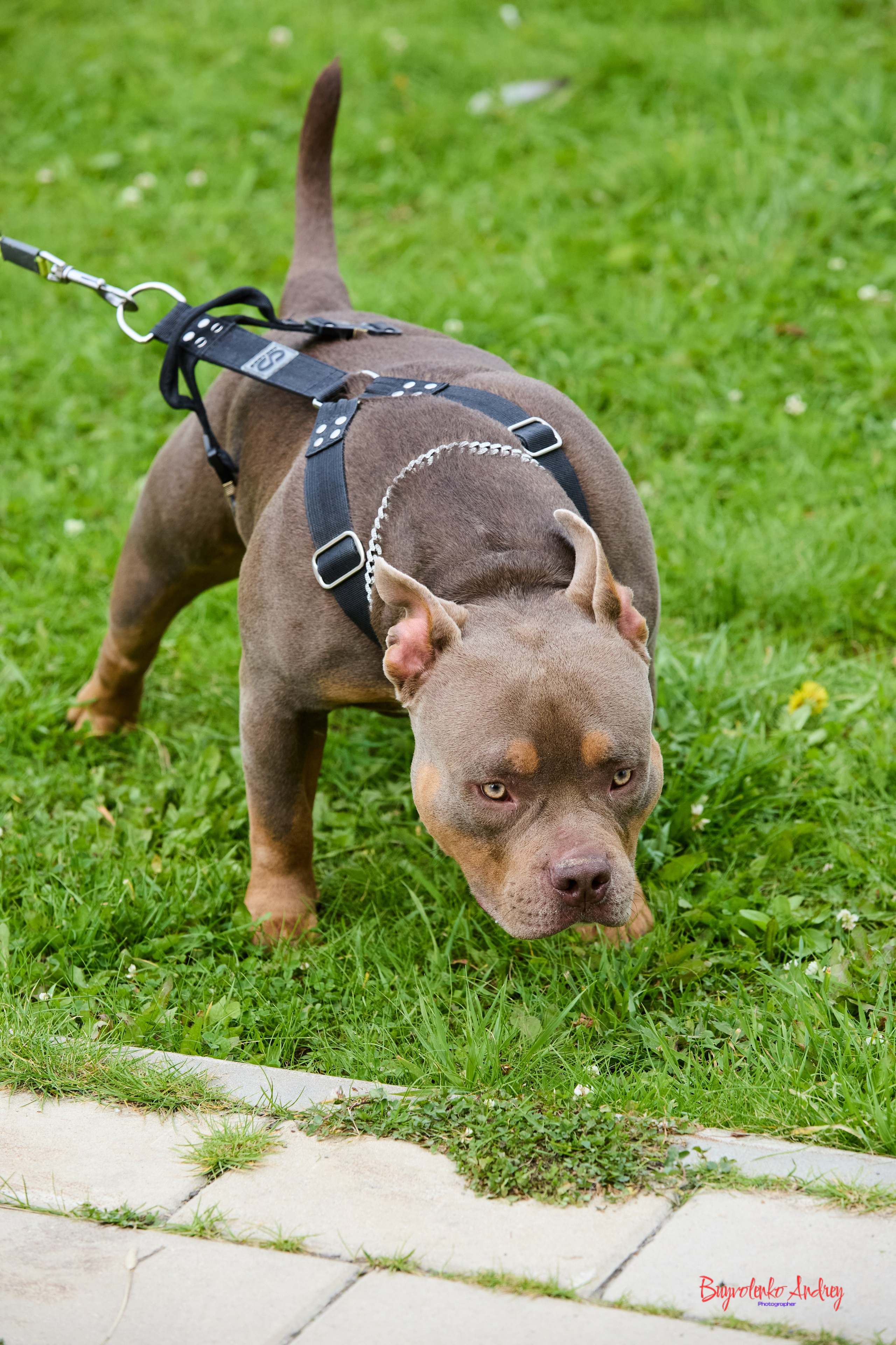 Проект фотопрогулка с хвостиком. Buyvolenko Andrey