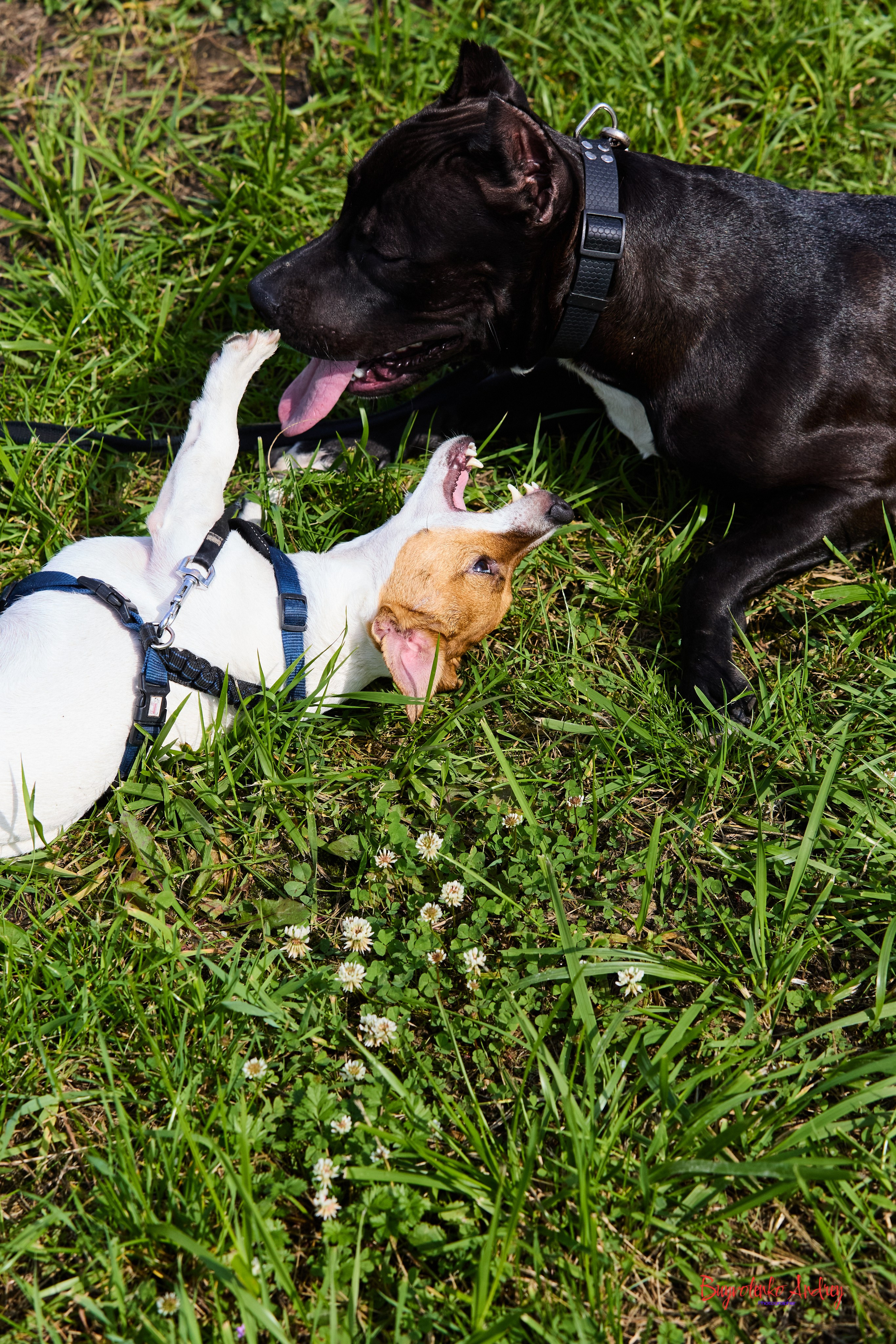 Проект фотопрогулка с хвостиком. Buyvolenko Andrey