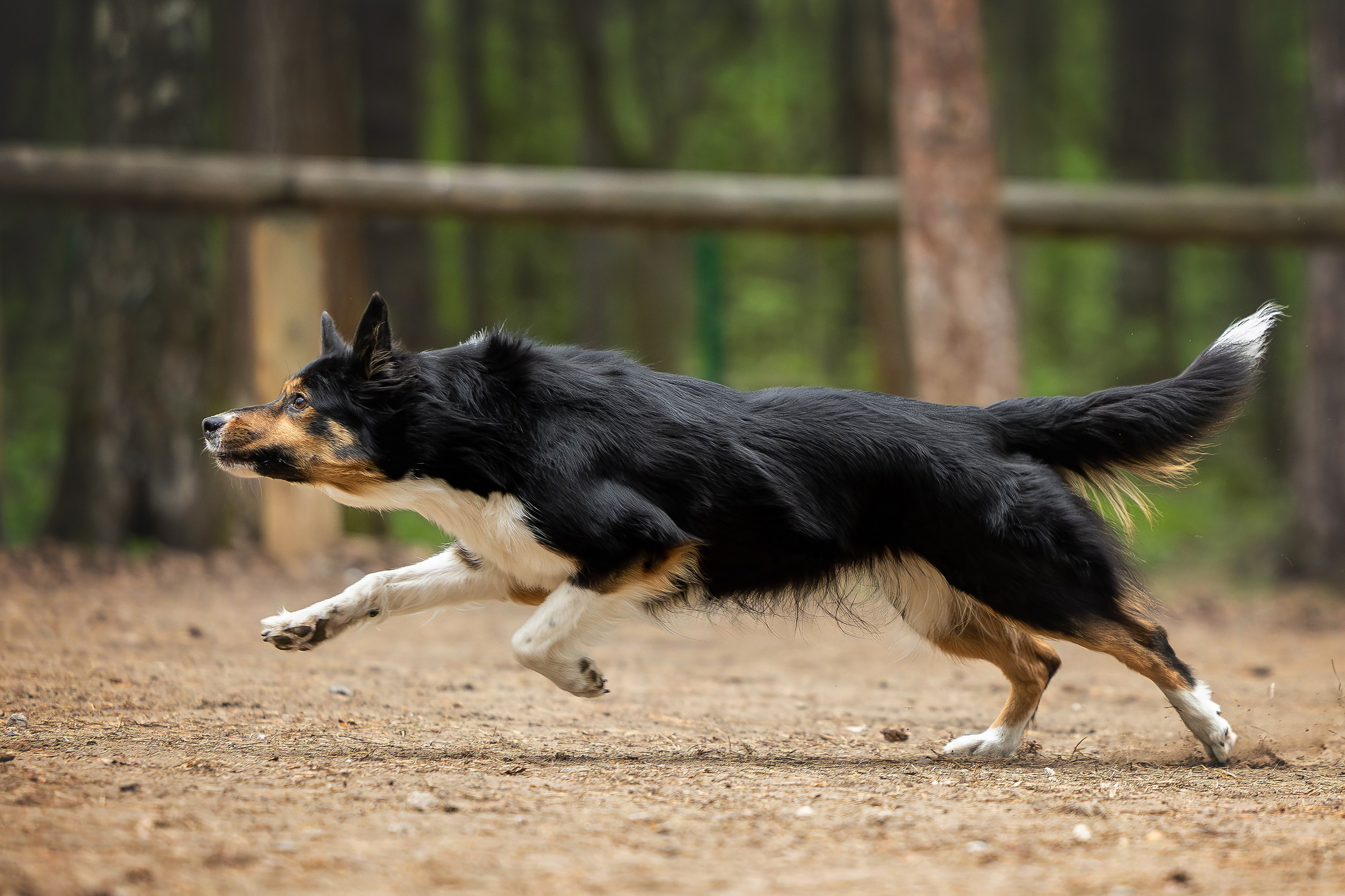 Тренировка аджилити. Фотограф Анималист в Перми Анастасия Остерман