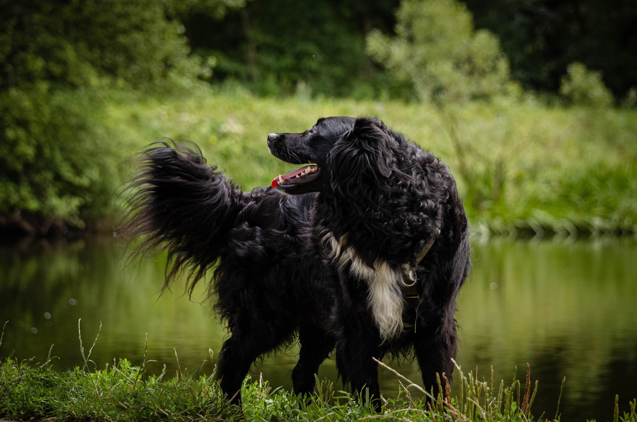 Том и Тося. Фотограф Светлана Блинова, Москва и Московская область