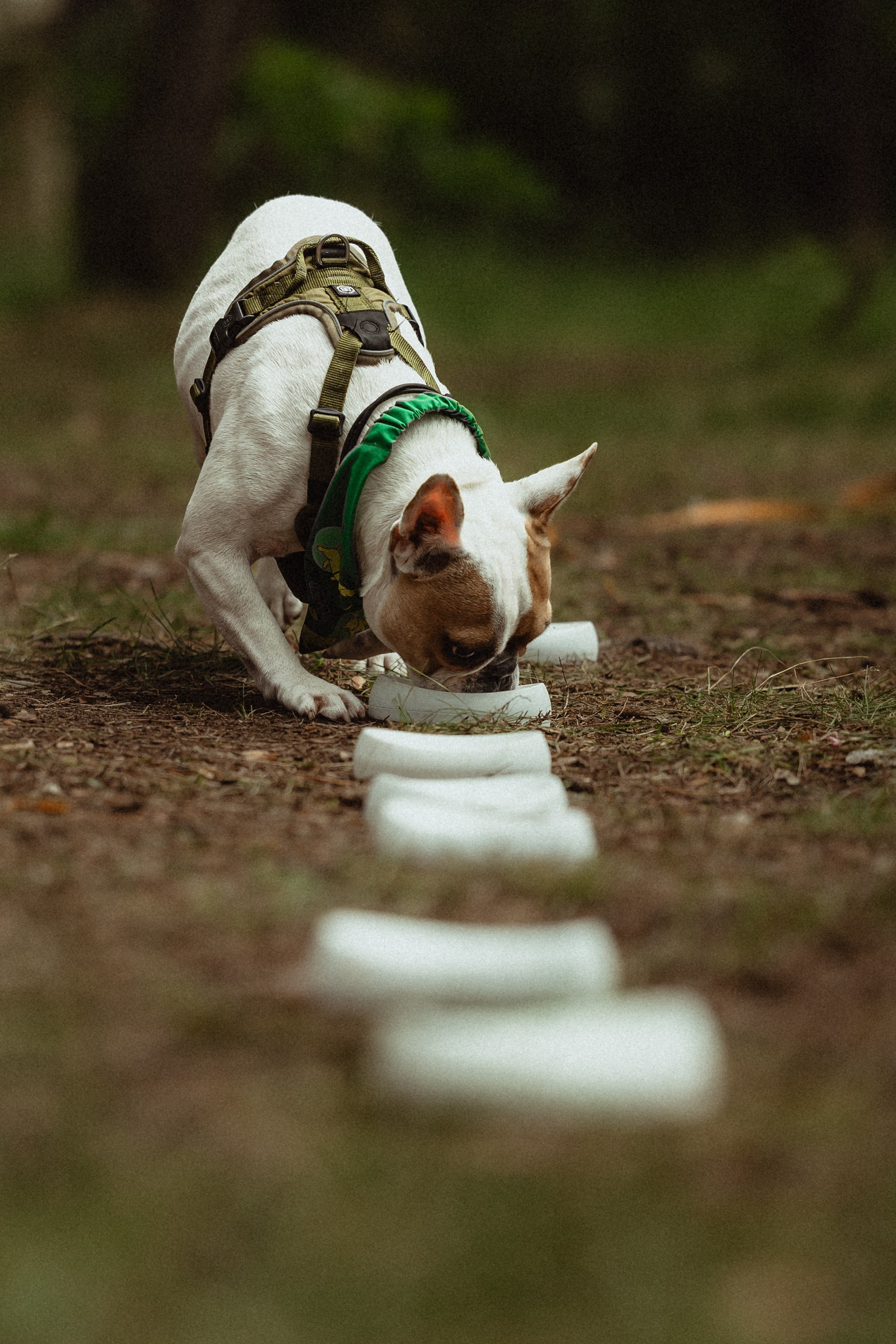 Выездной дог-тренинг от школы «Шерсть имею»