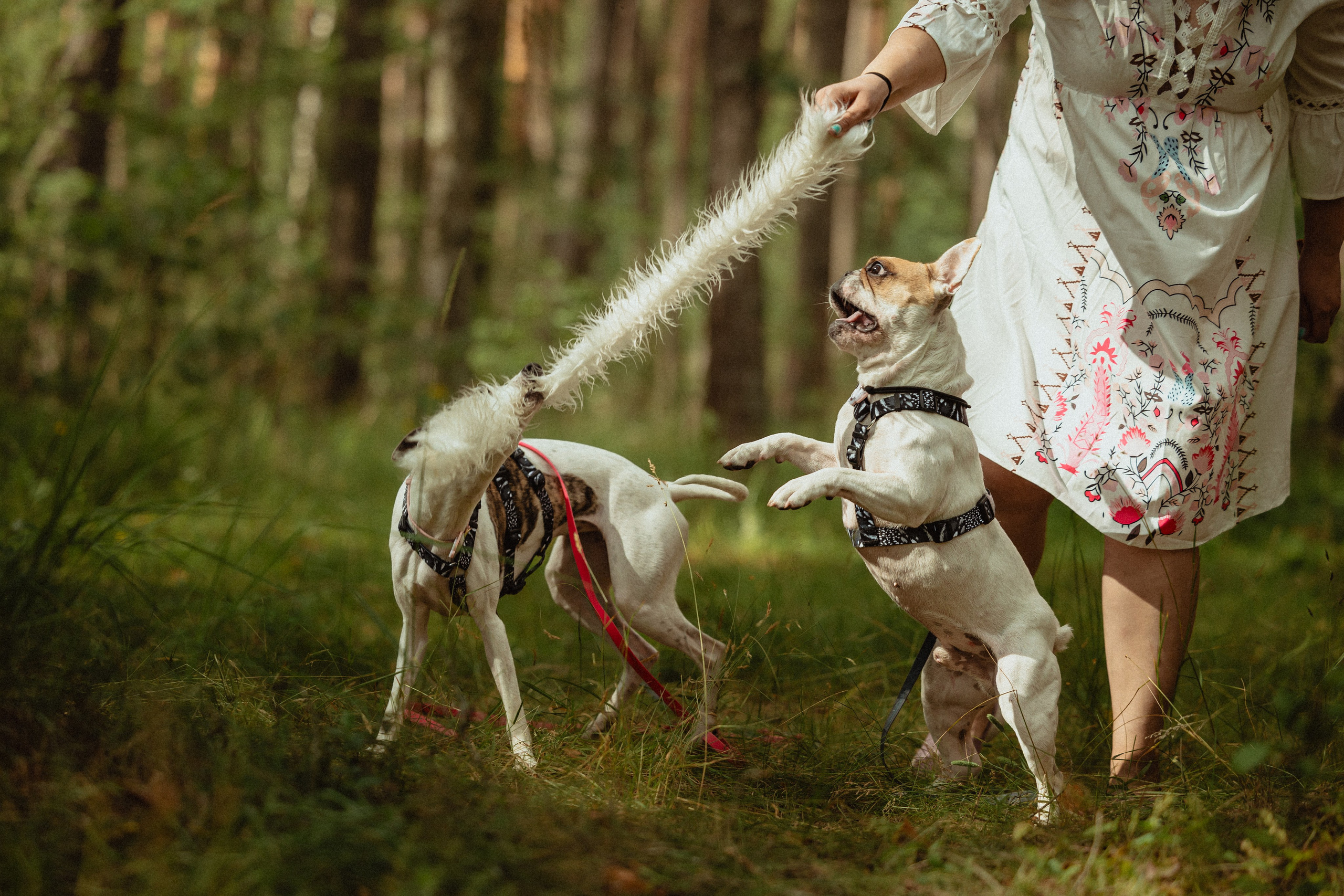 Выездной дог-тренинг от школы «Шерсть имею»