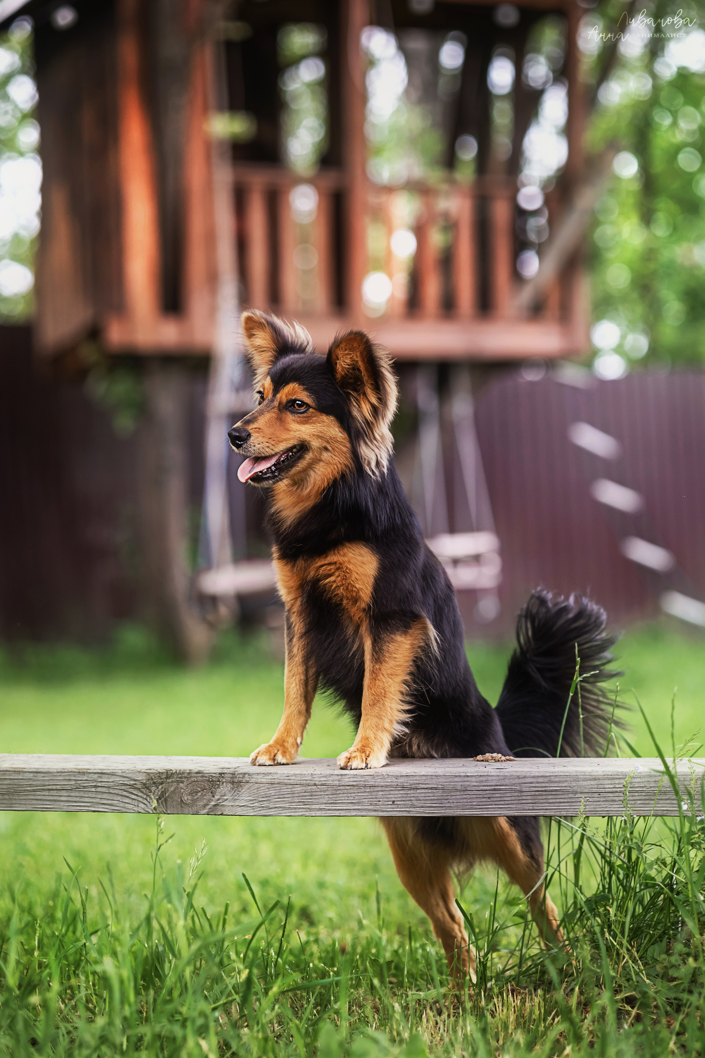 Рита и Ко. Фотограф анималист Аня Ливанова | Рыбинск