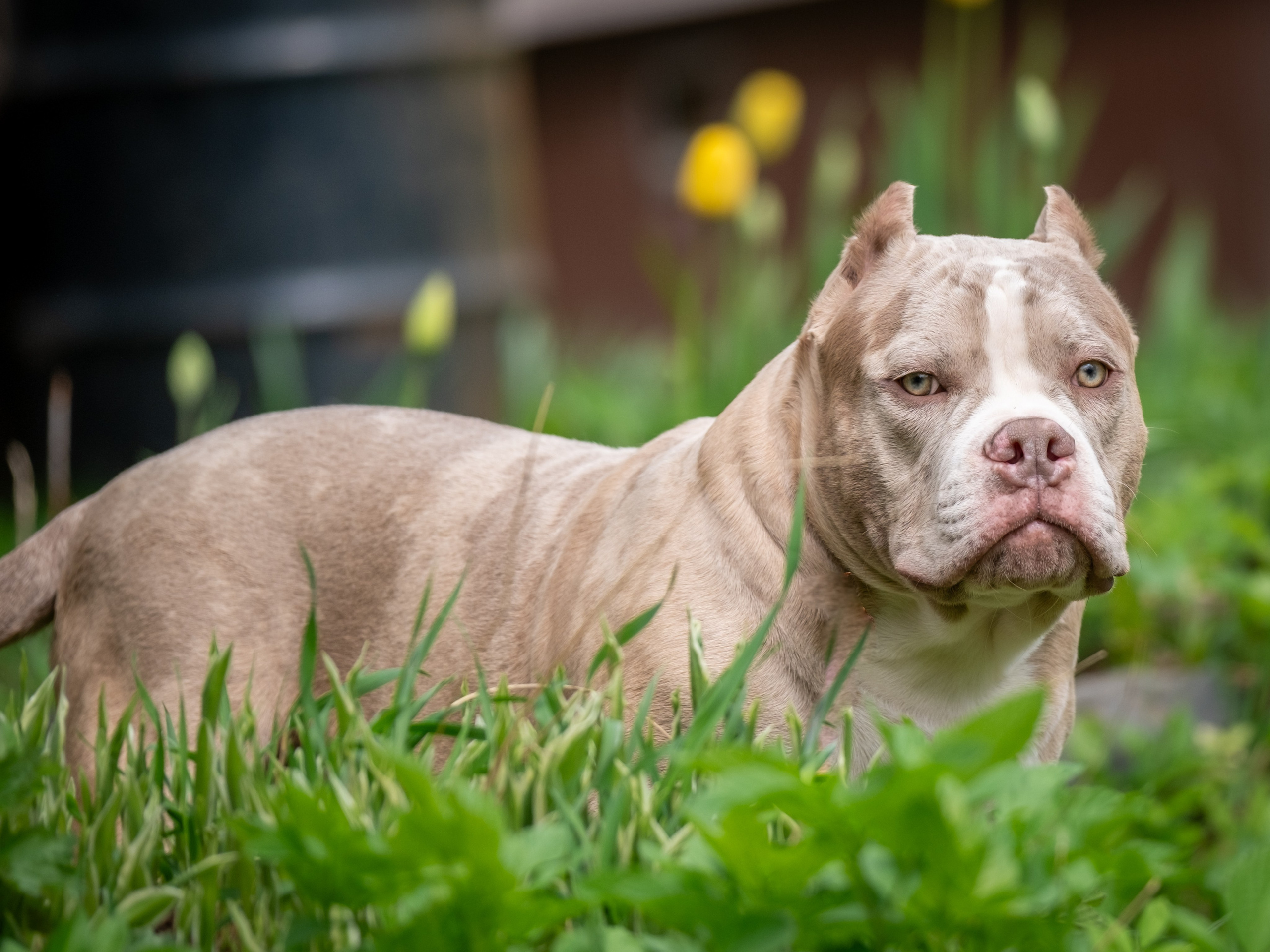 Американские булки для Ирины). Зоофотограф, фотограф животных в Москве и области Дина Дамоцева