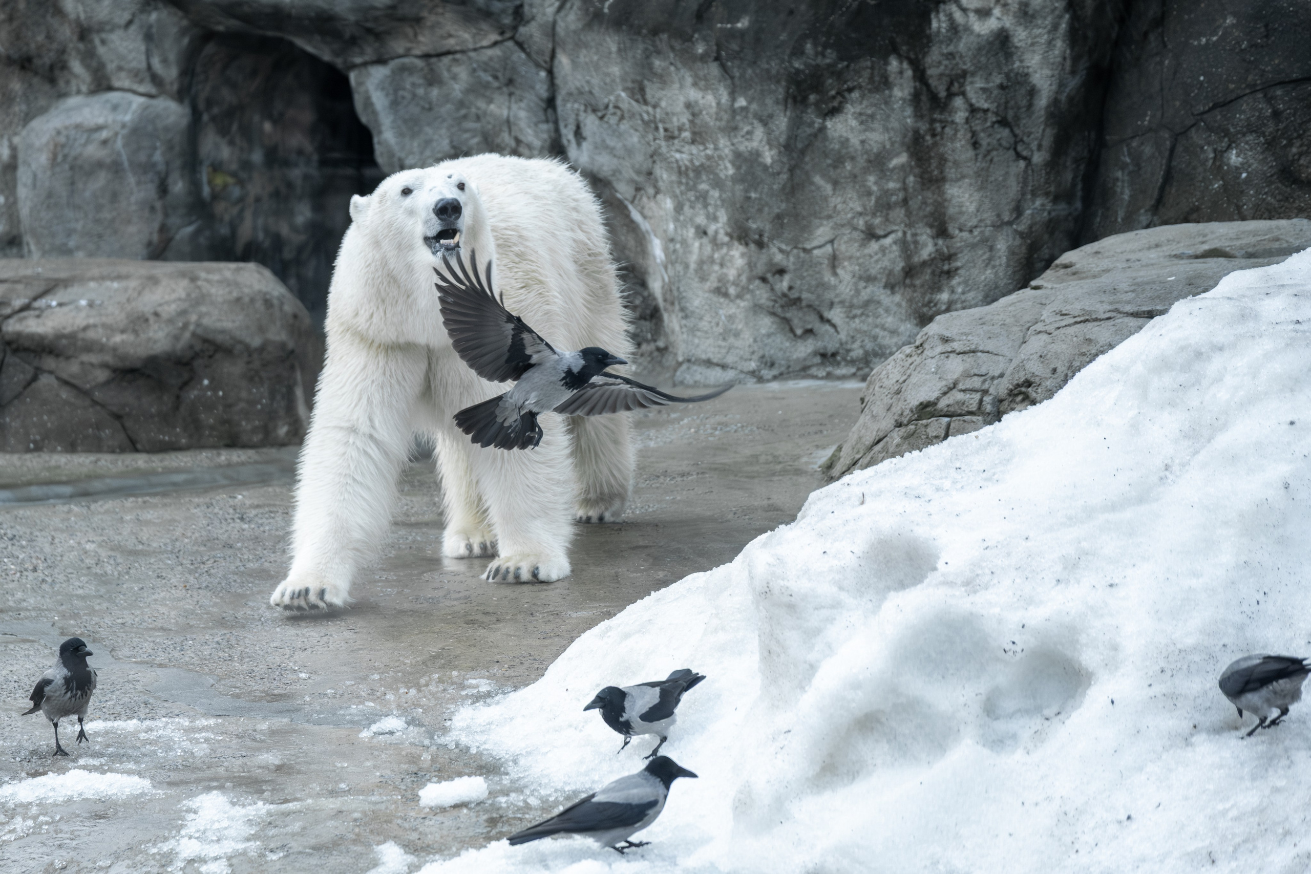 Росомаха Крендель и белый медведь. Зоофотограф, фотограф животных в Москве и области Дина Дамоцева