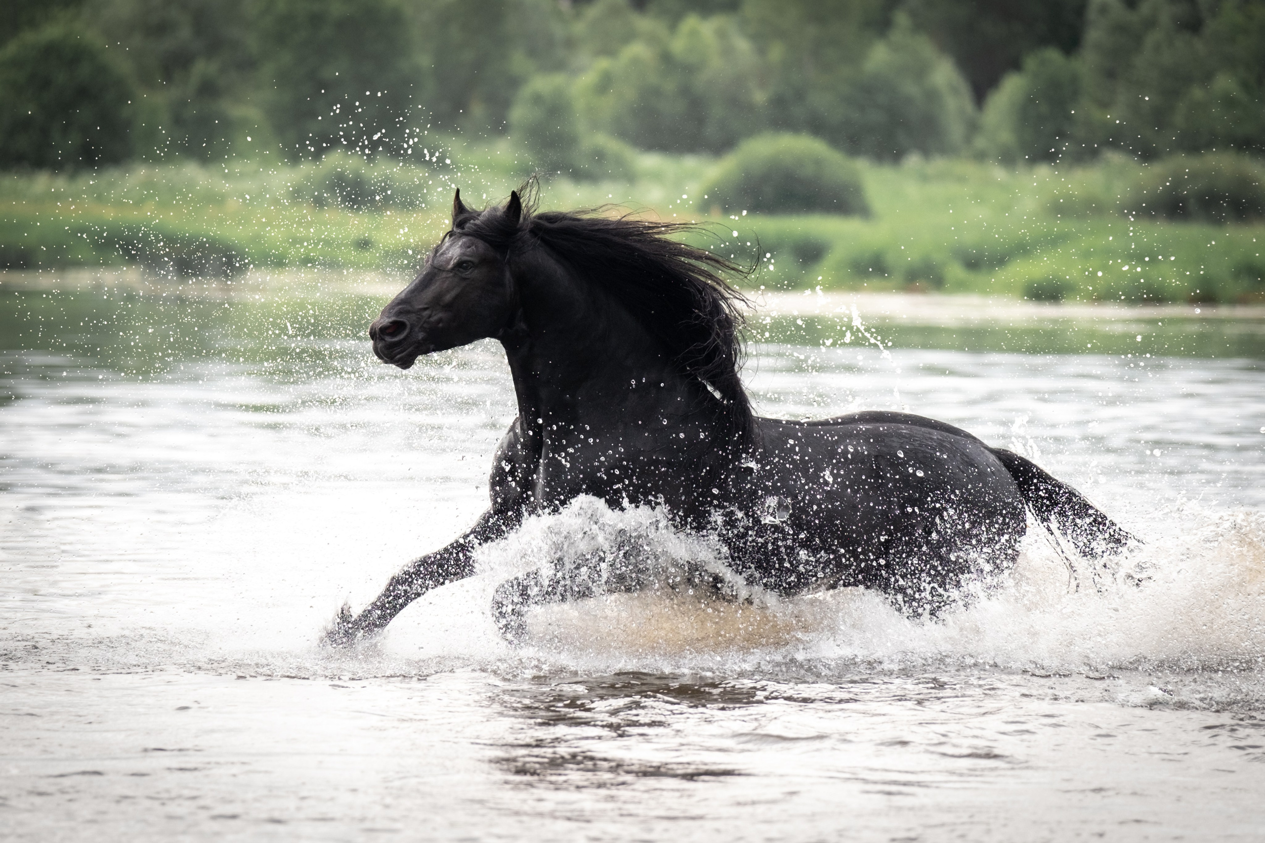 Жеребец фризской породы. Зоофотограф, фотограф животных в Москве и области Дина Дамоцева