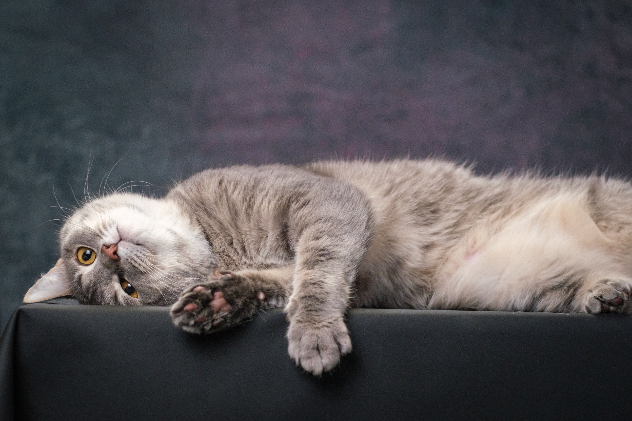 Котики Мурмурии). Зоофотограф, фотограф животных в Москве и области Дина Дамоцева