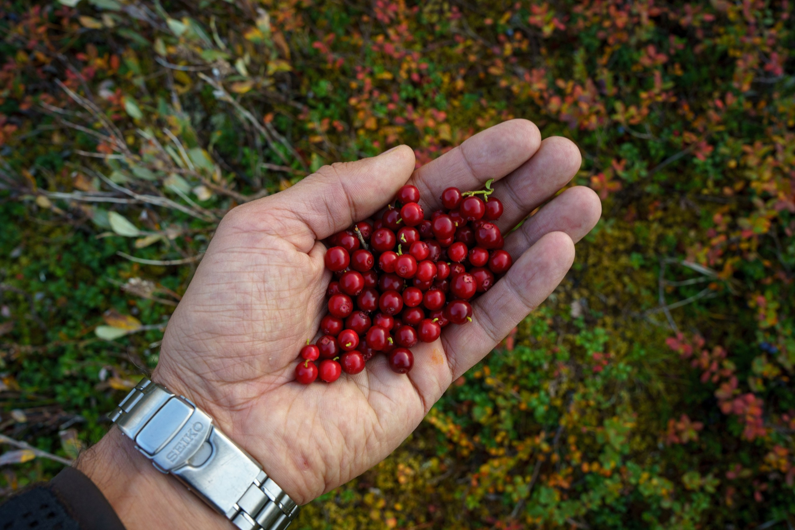 Кольский. Карелия. Фотограф в Красноярске Нерозя Александр. Пейзаж, природа, портрет