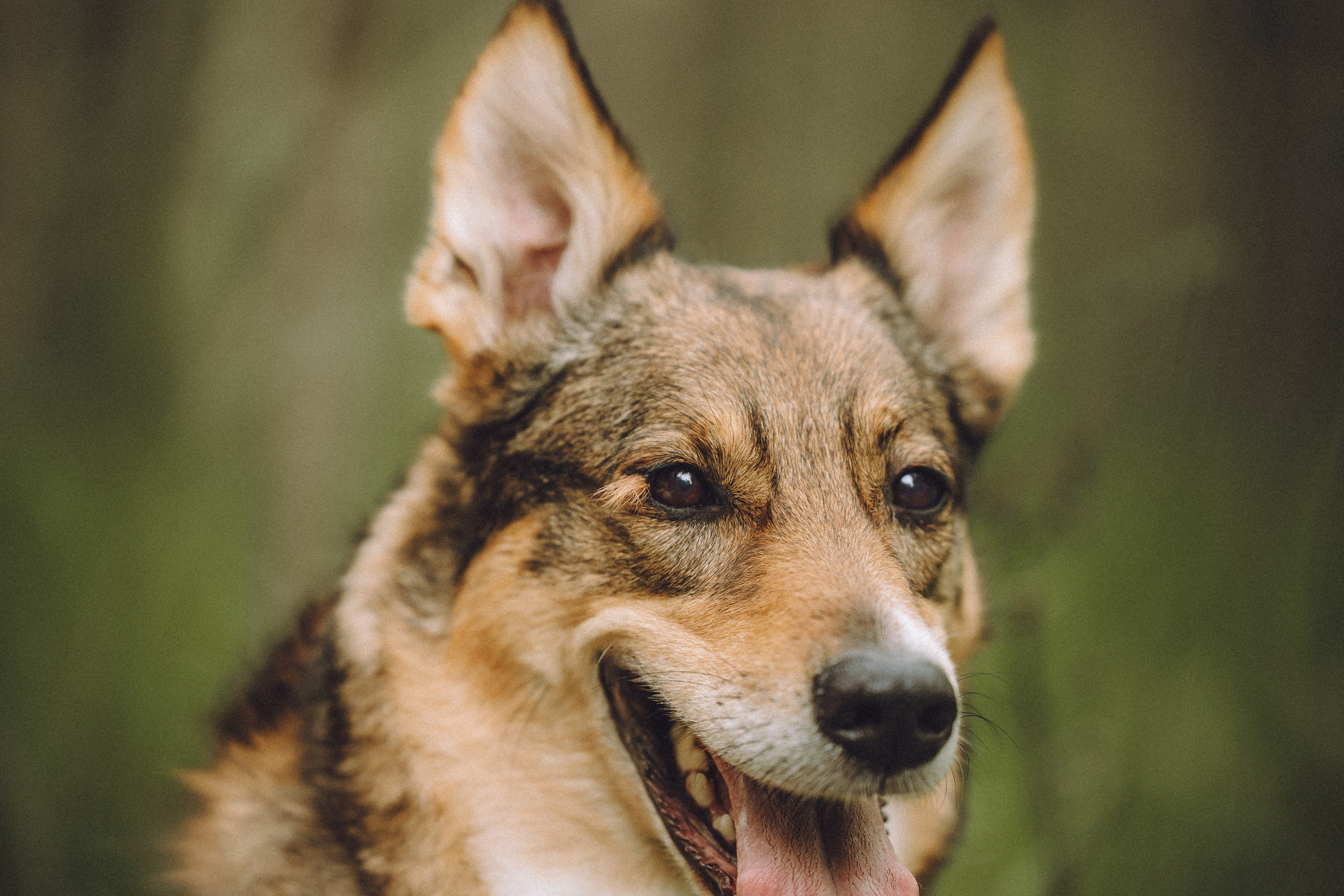 Груша, Данни, Фунтик и их семья