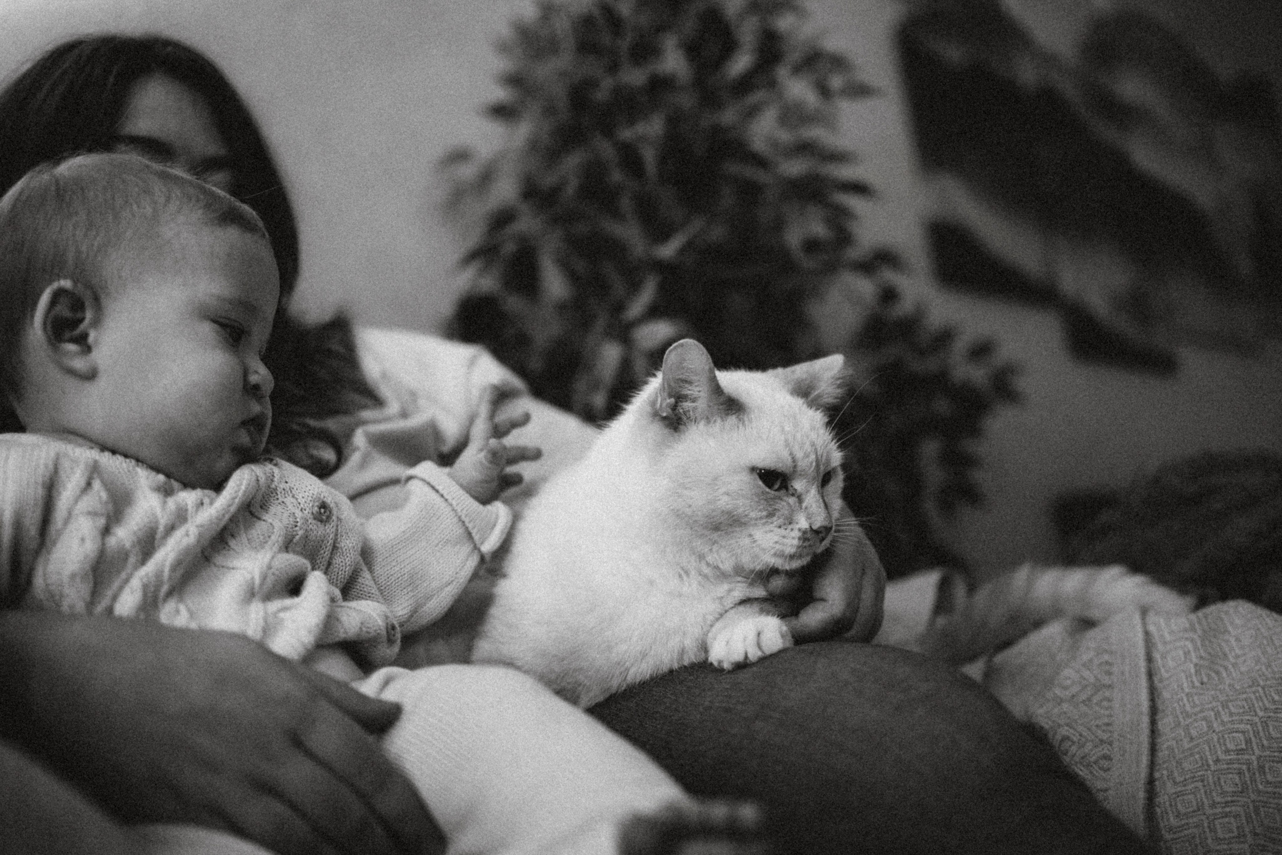 Топик и его семья