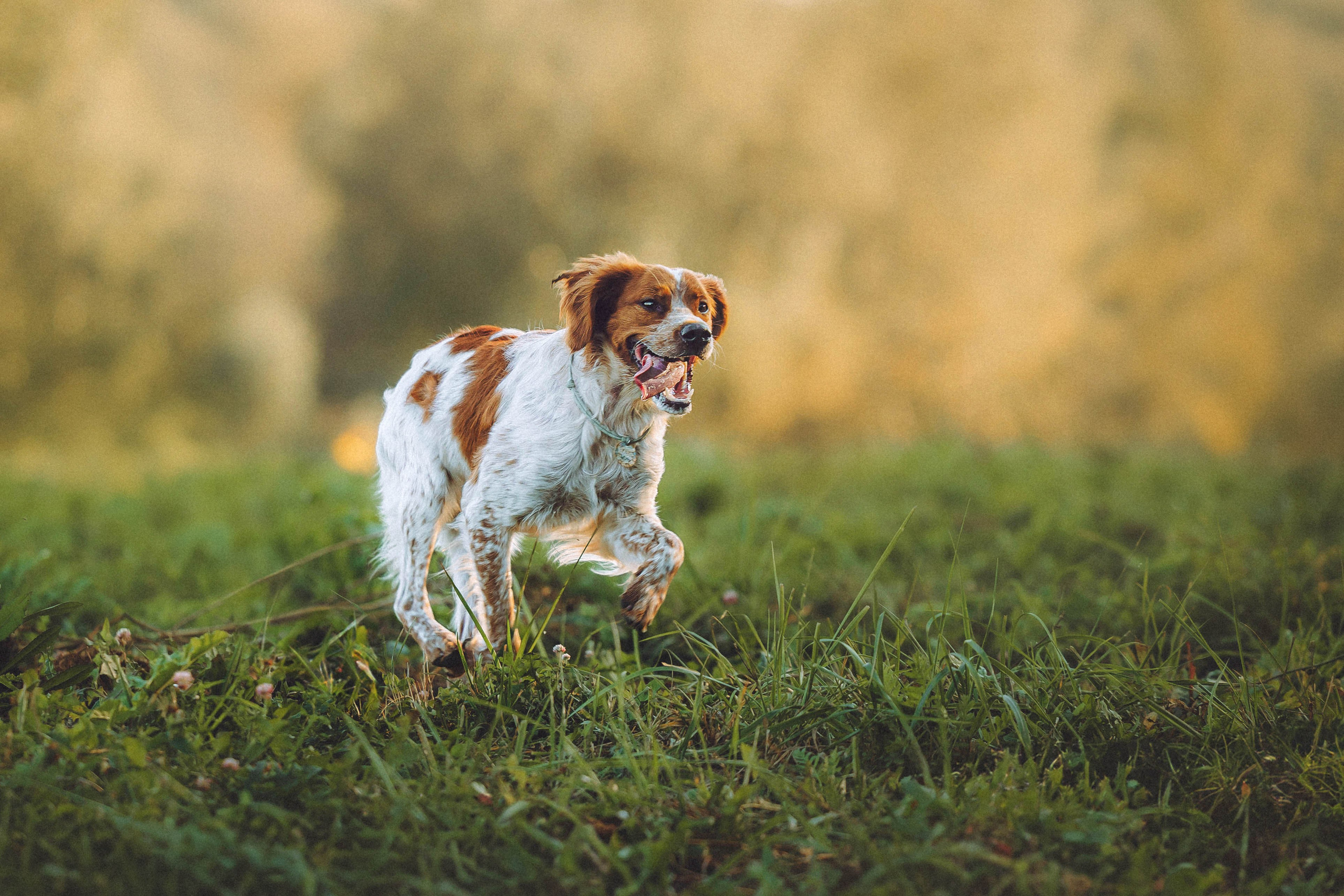 Камри и Пафи