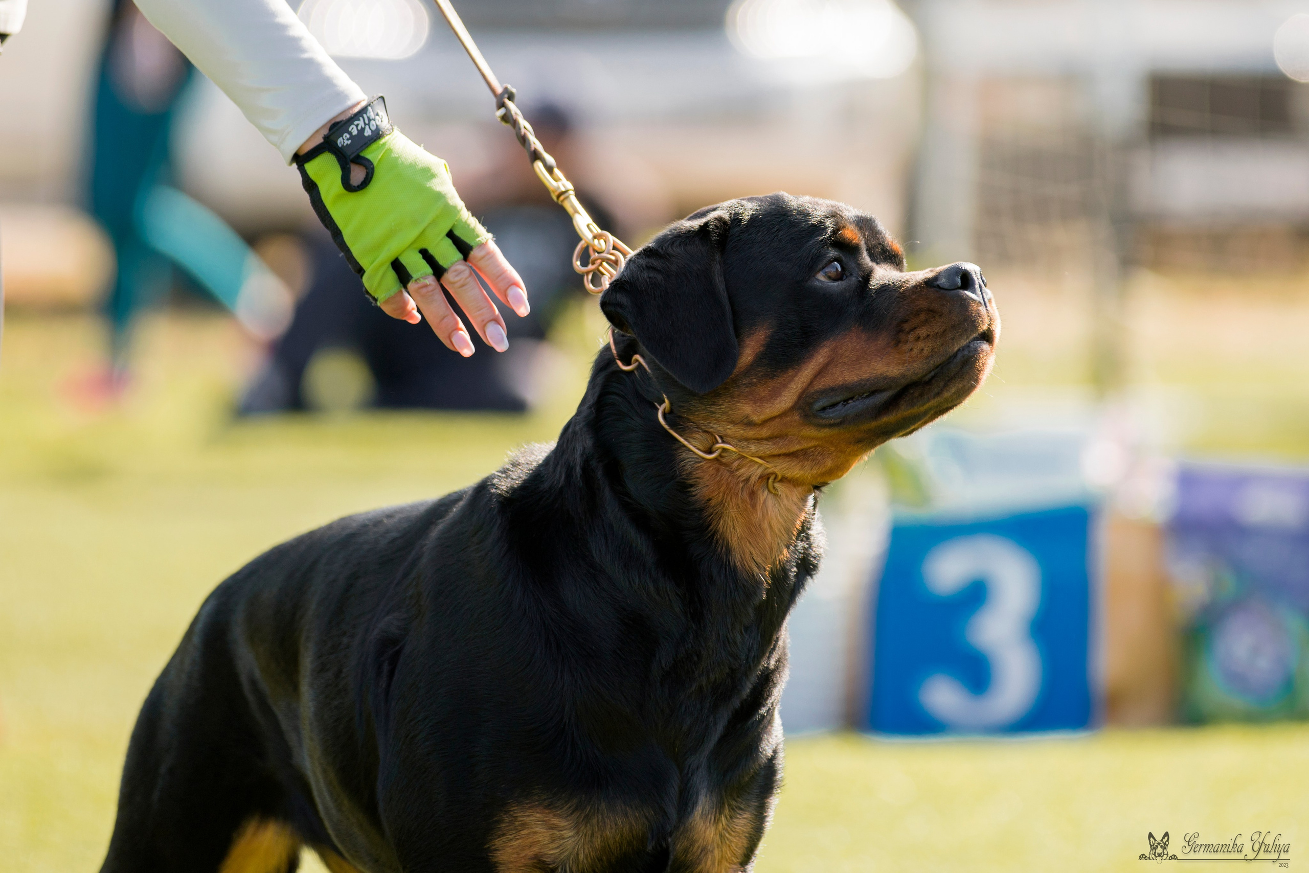 Анапа 16-17.09.2023 моно ротвейлеров. Фотограф-анималист Юлия Германика