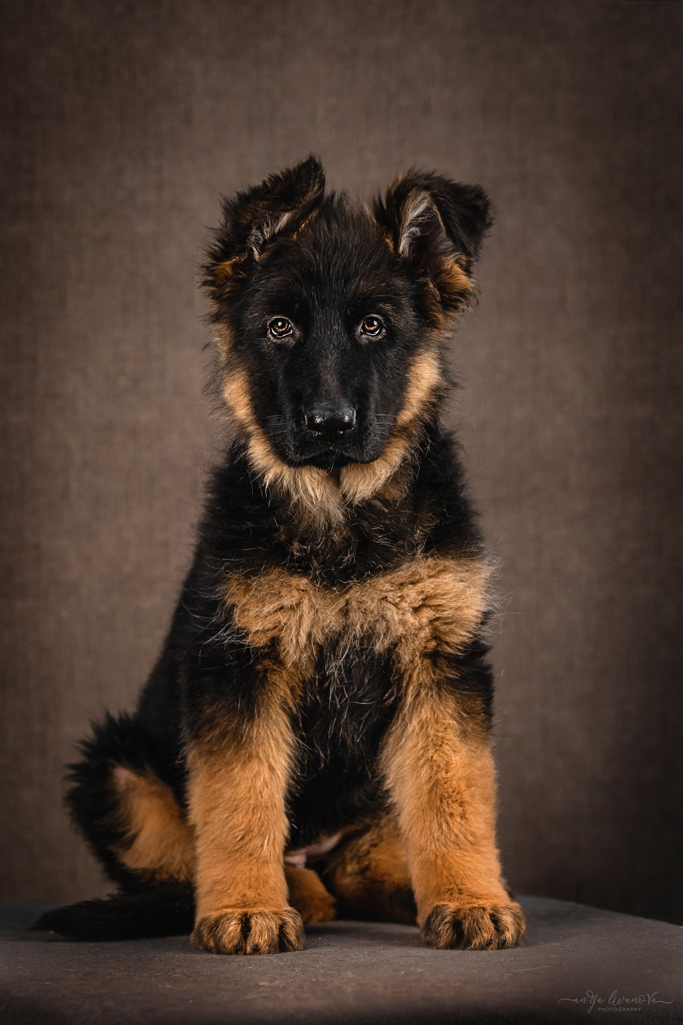 Овчарята. Фотограф анималист Аня Ливанова | Рыбинск