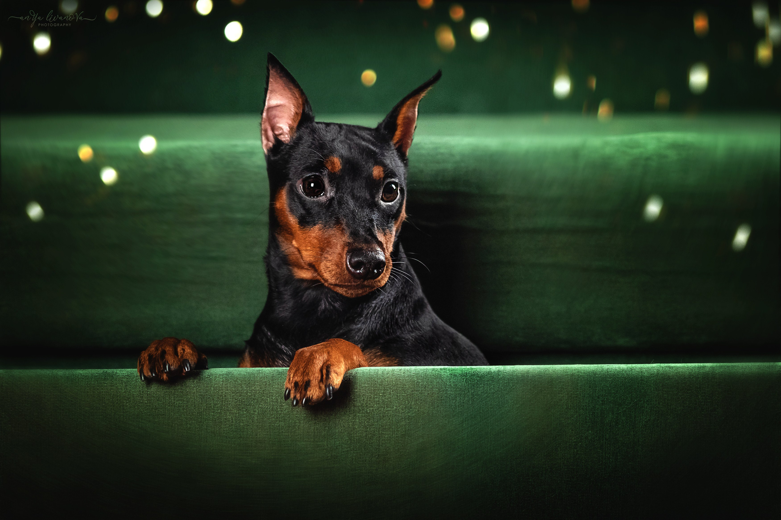 Новогодняя атмосфера в «Simply the Best». Фотограф анималист Аня Ливанова | Рыбинск