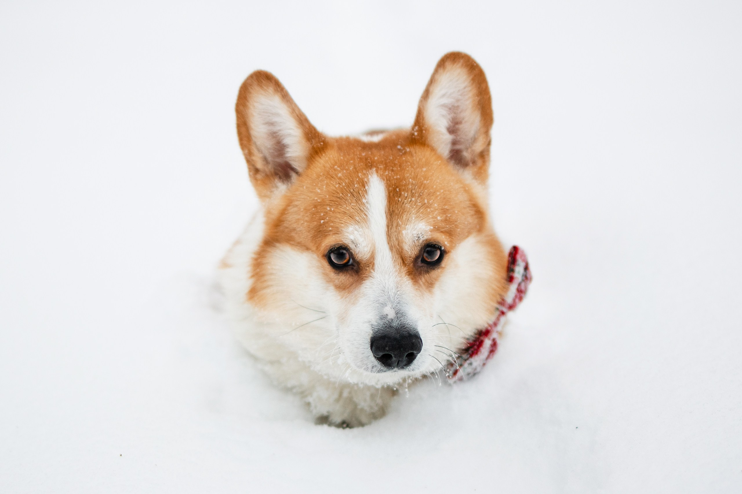 Бернард | Прогулка в снегу. Уютный фотограф в Москве Елена Бенчи