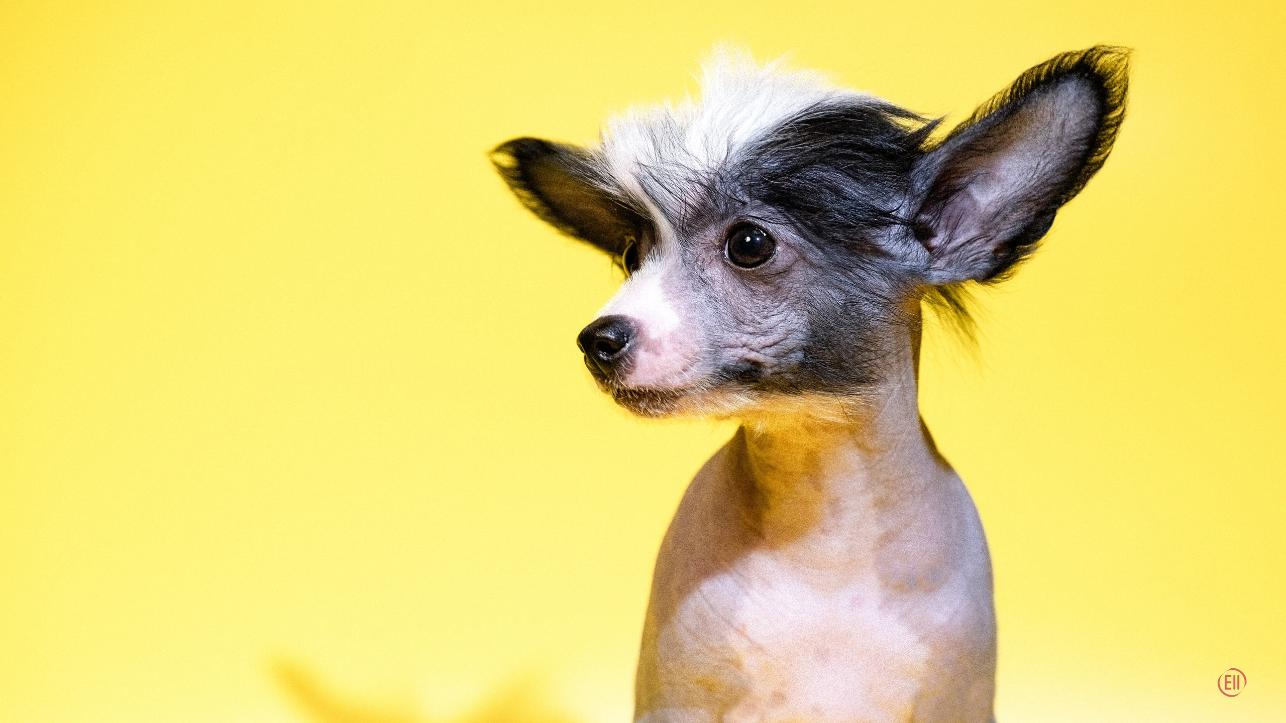 04.01.2026 Жёлтая фотосессия. Фотограф в Москве