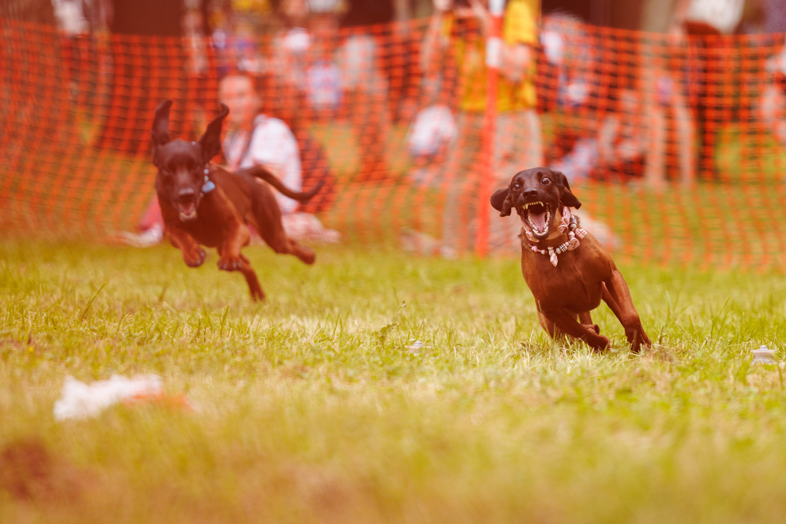 PetShopDays2026. Фотограф Александр Заломаев