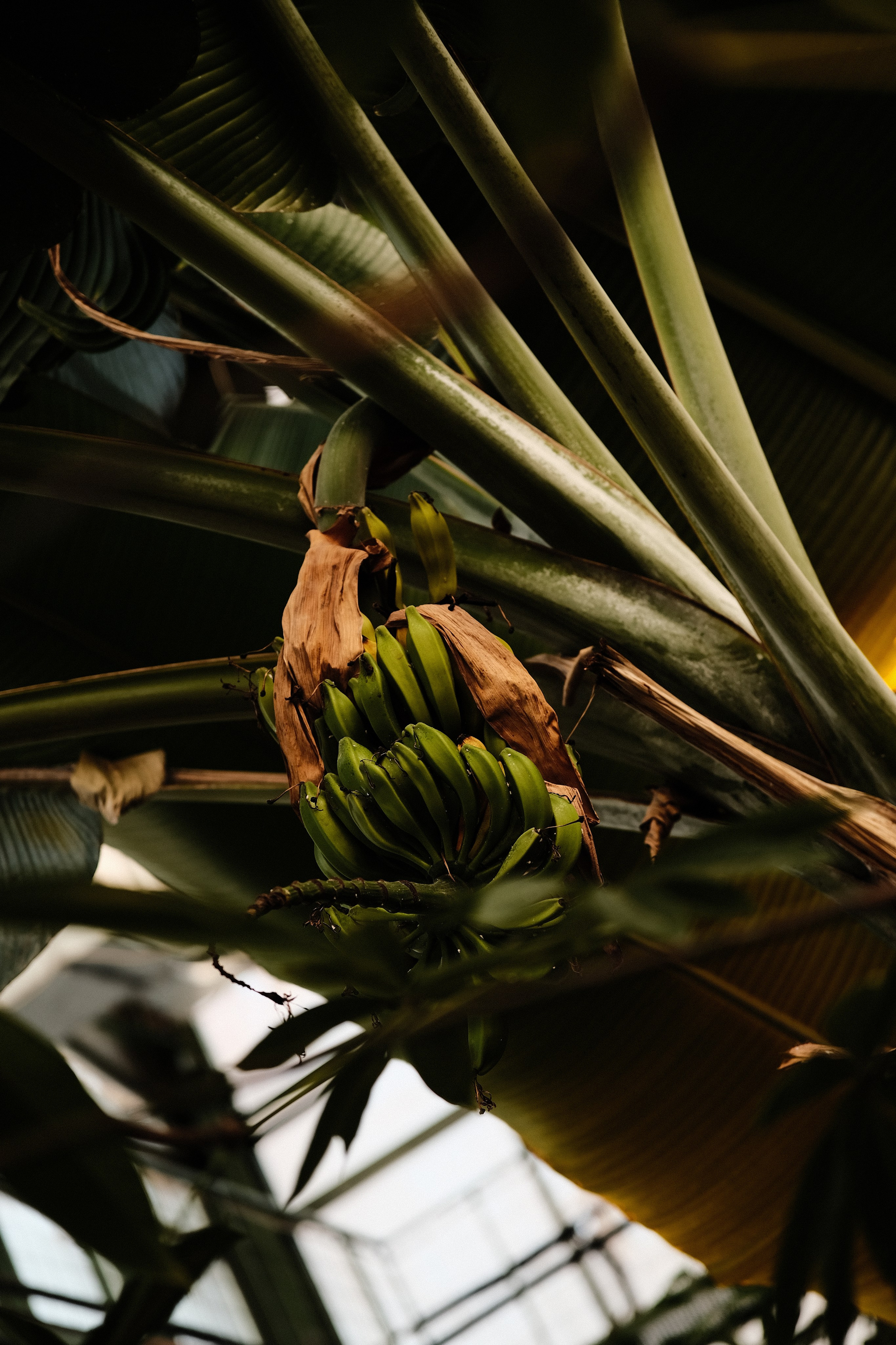 Аптекарский огород. Фотограф-любитель из Кирова Андрей Погребняк