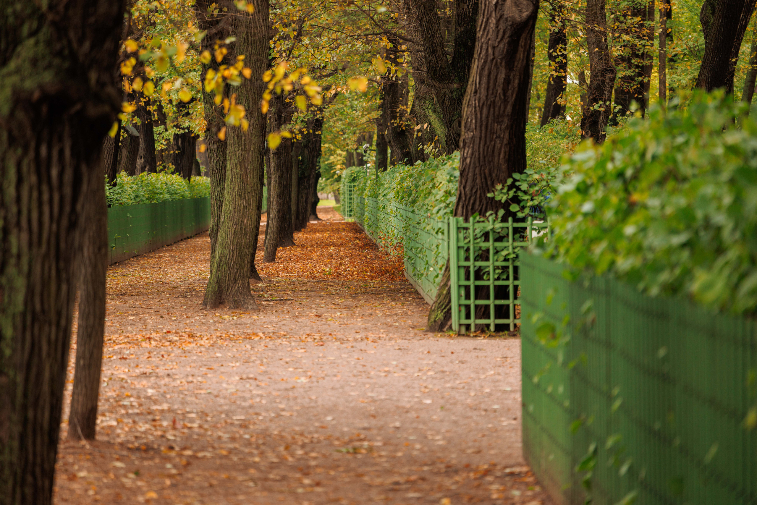Летний сад. Фотограф Балаев Михаил