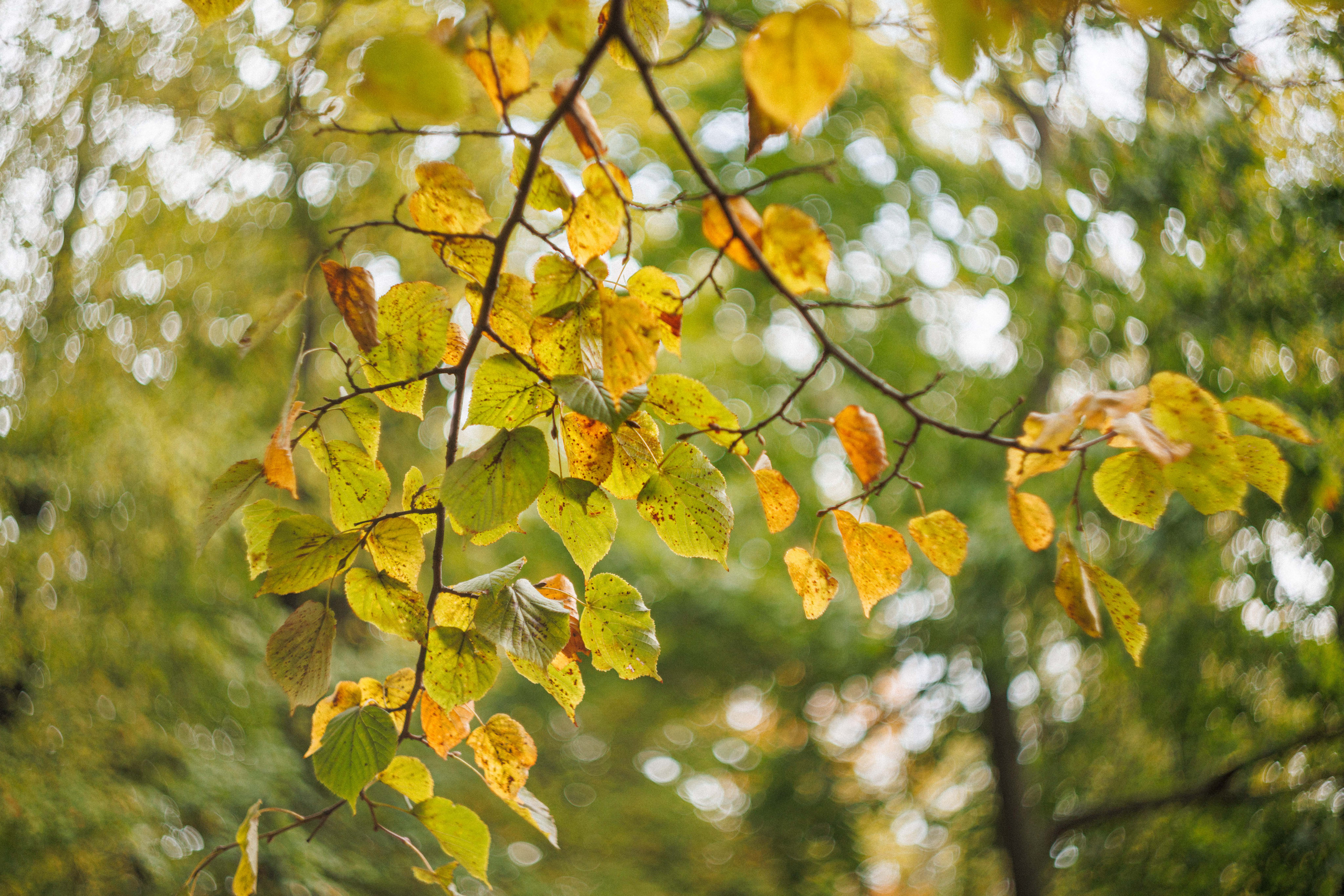 Летний сад. Фотограф Балаев Михаил