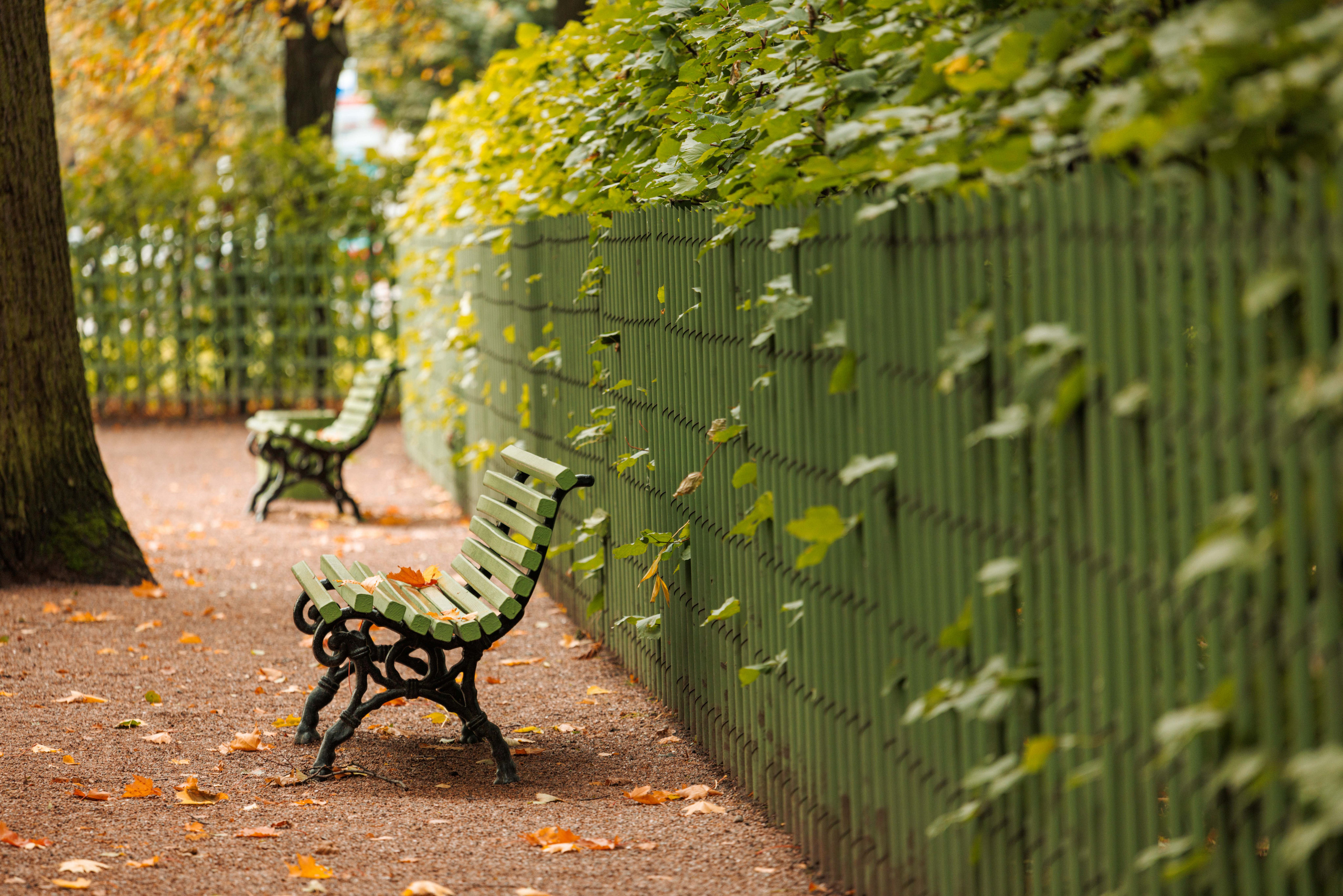 Летний сад. Фотограф Балаев Михаил