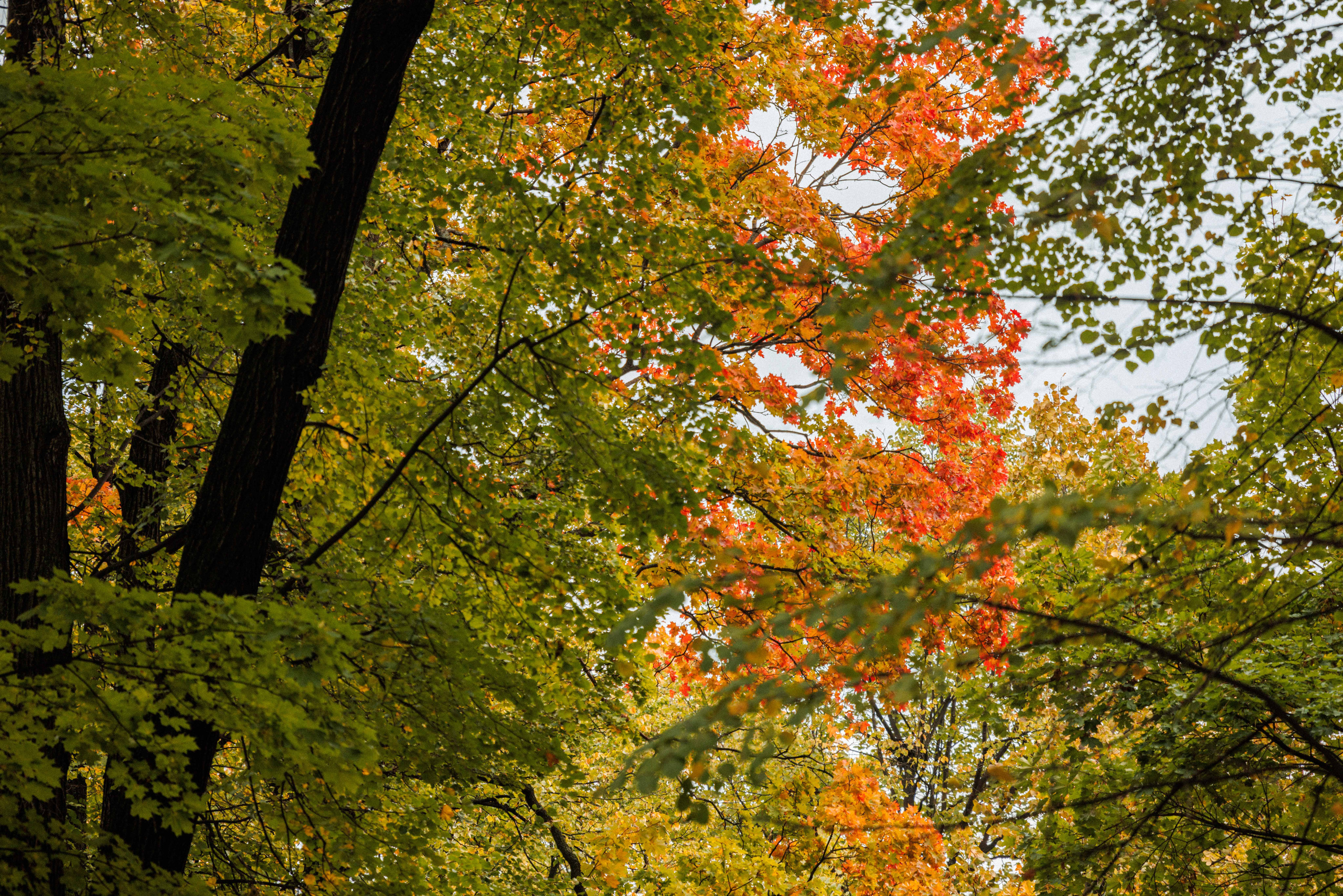 Летний сад. Фотограф Балаев Михаил
