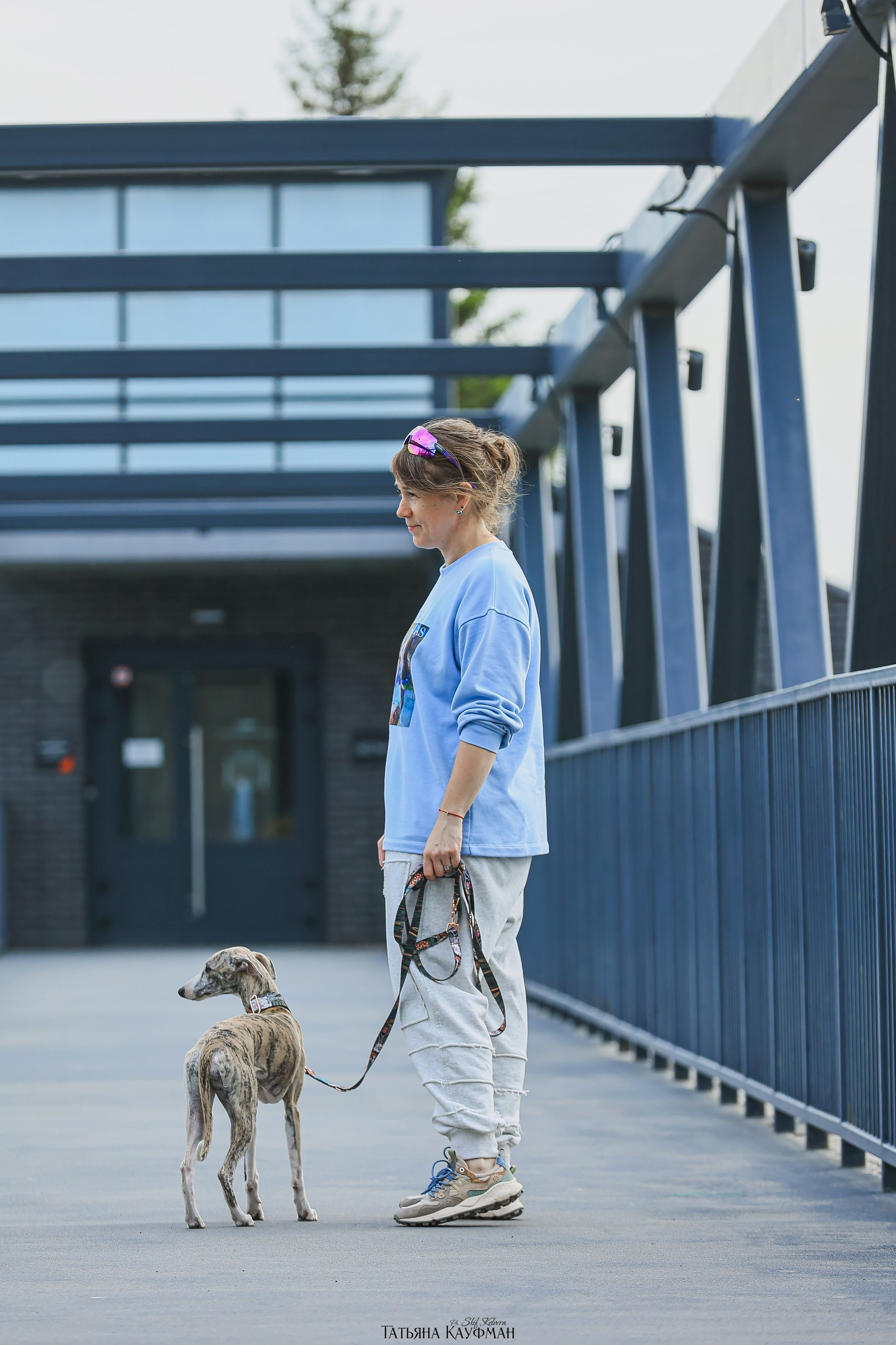 Уиппет, фотография уиппет, собака в цветах, красивая собака, фотограф анималист, фотокурс Анималистика, научиться фотографировать собак, фотограф Новосибирск