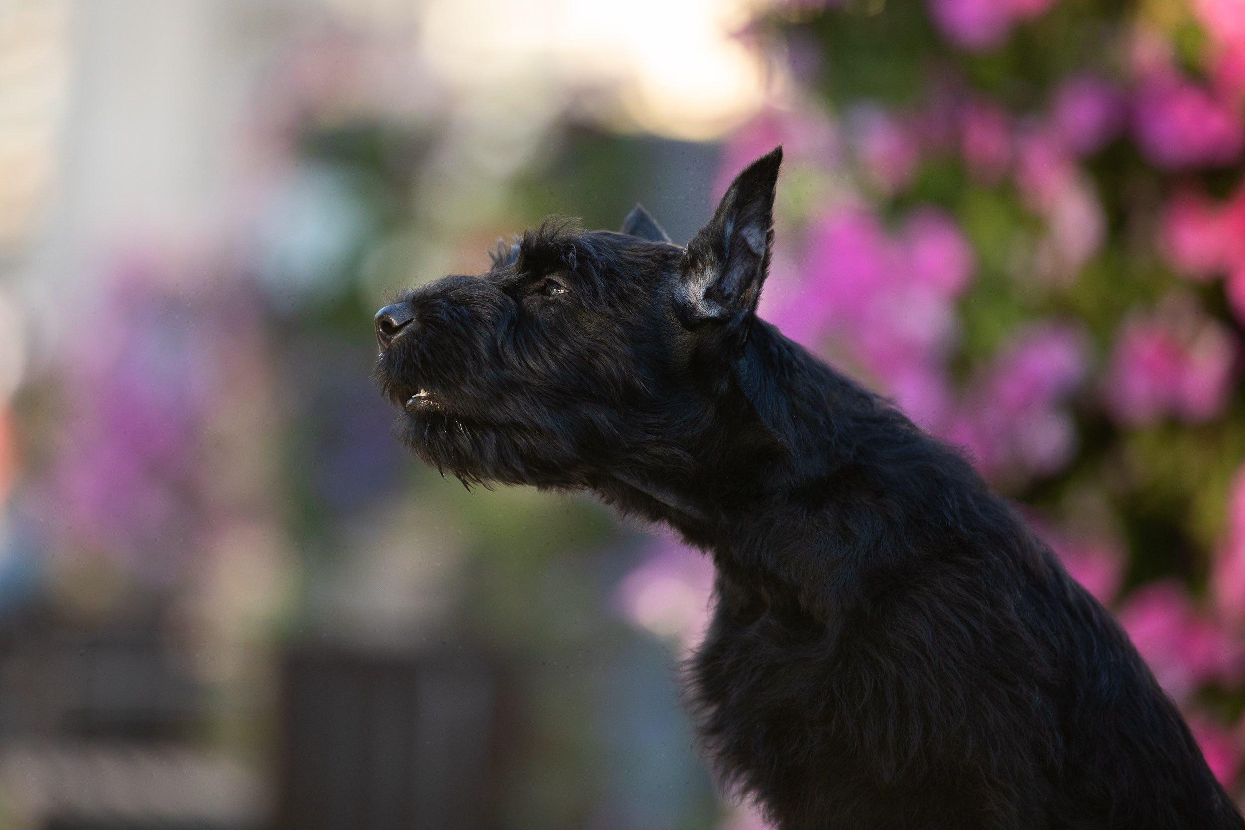 Уличная съемка щенков ризеншнауцера. Фотограф-анималист в Москве и Московской области Татьяна Фролова