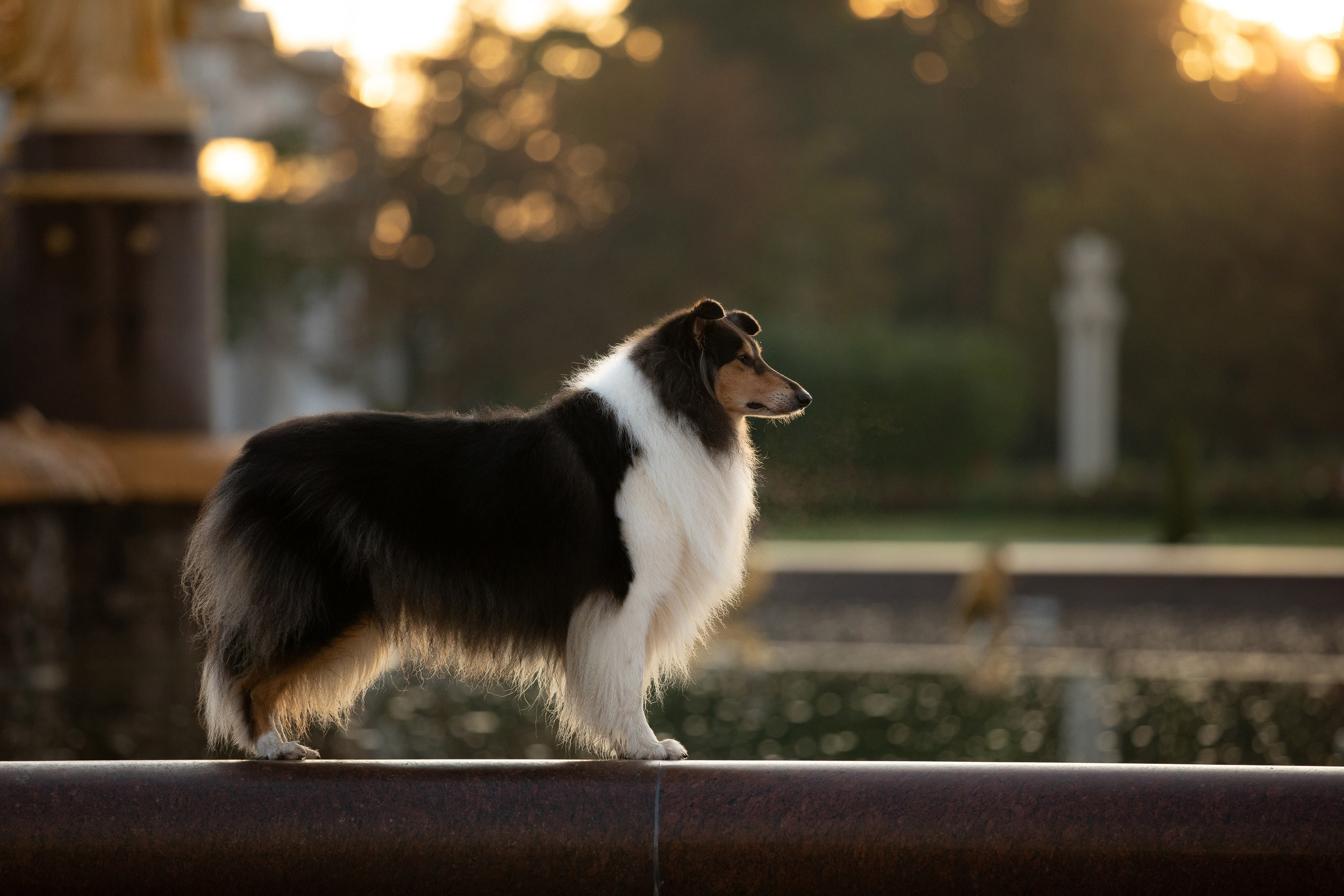 Съемка с питомцем на рассвете в Москве. Фотограф-анималист в Москве и Московской области Татьяна Фролова