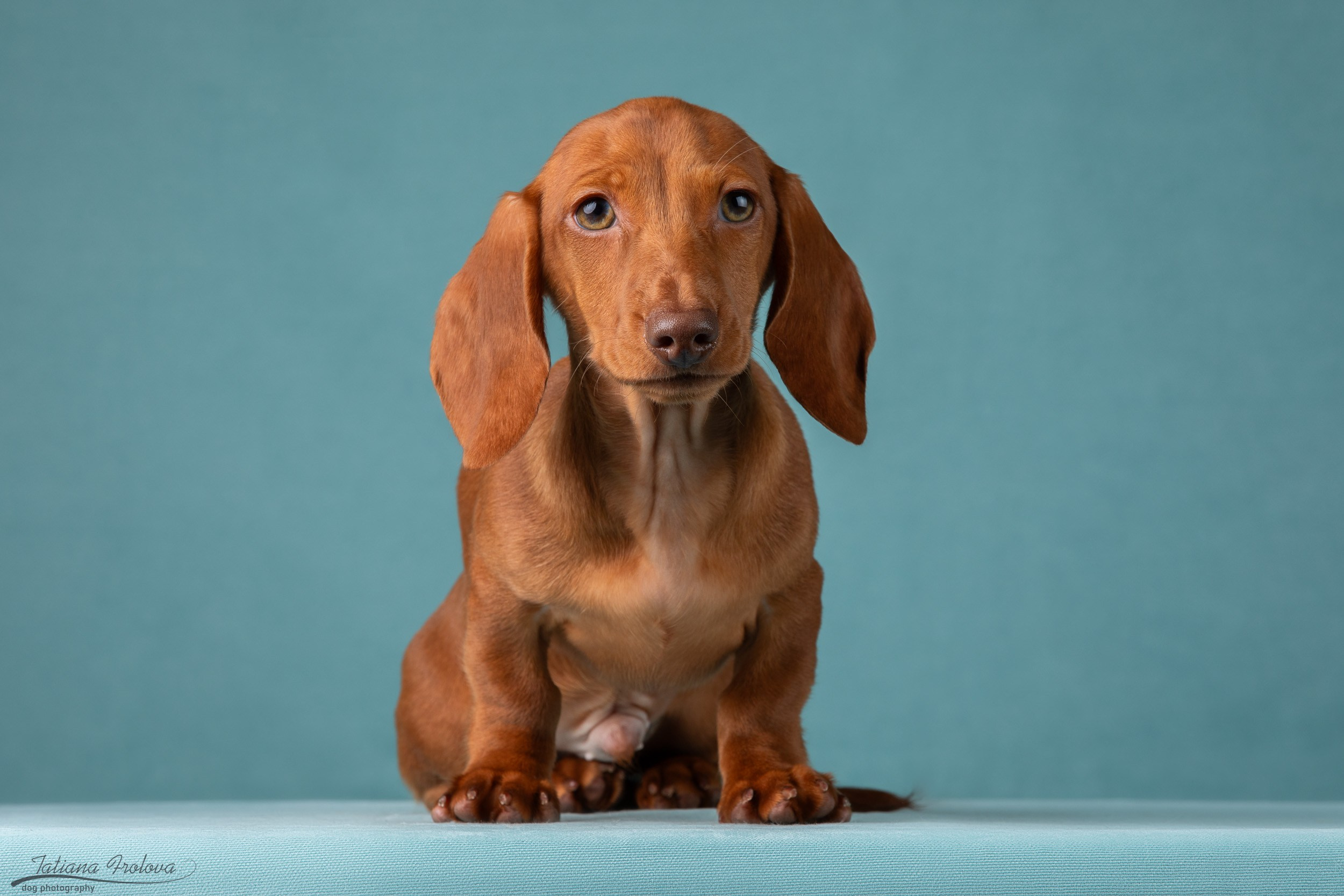 Съемка щенков таксы в минималистичном стиле. Фотограф-анималист в Москве и Московской области Татьяна Фролова