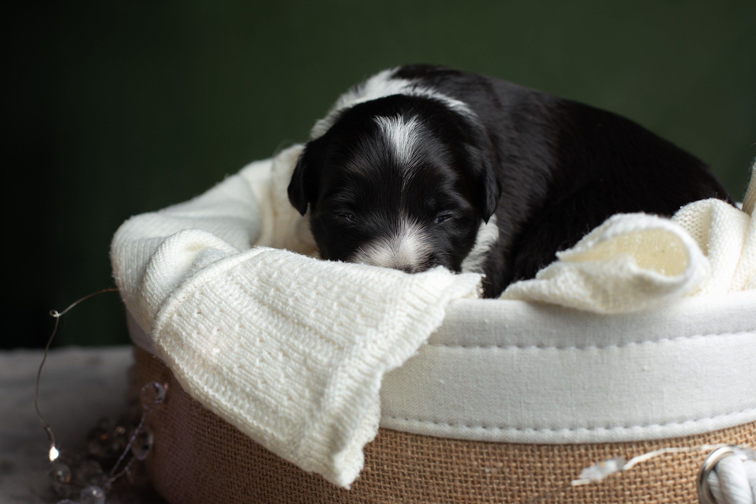 Студийная ньюборн съемка помета бордер-колли. Фотограф-анималист в Москве и Московской области Татьяна Фролова