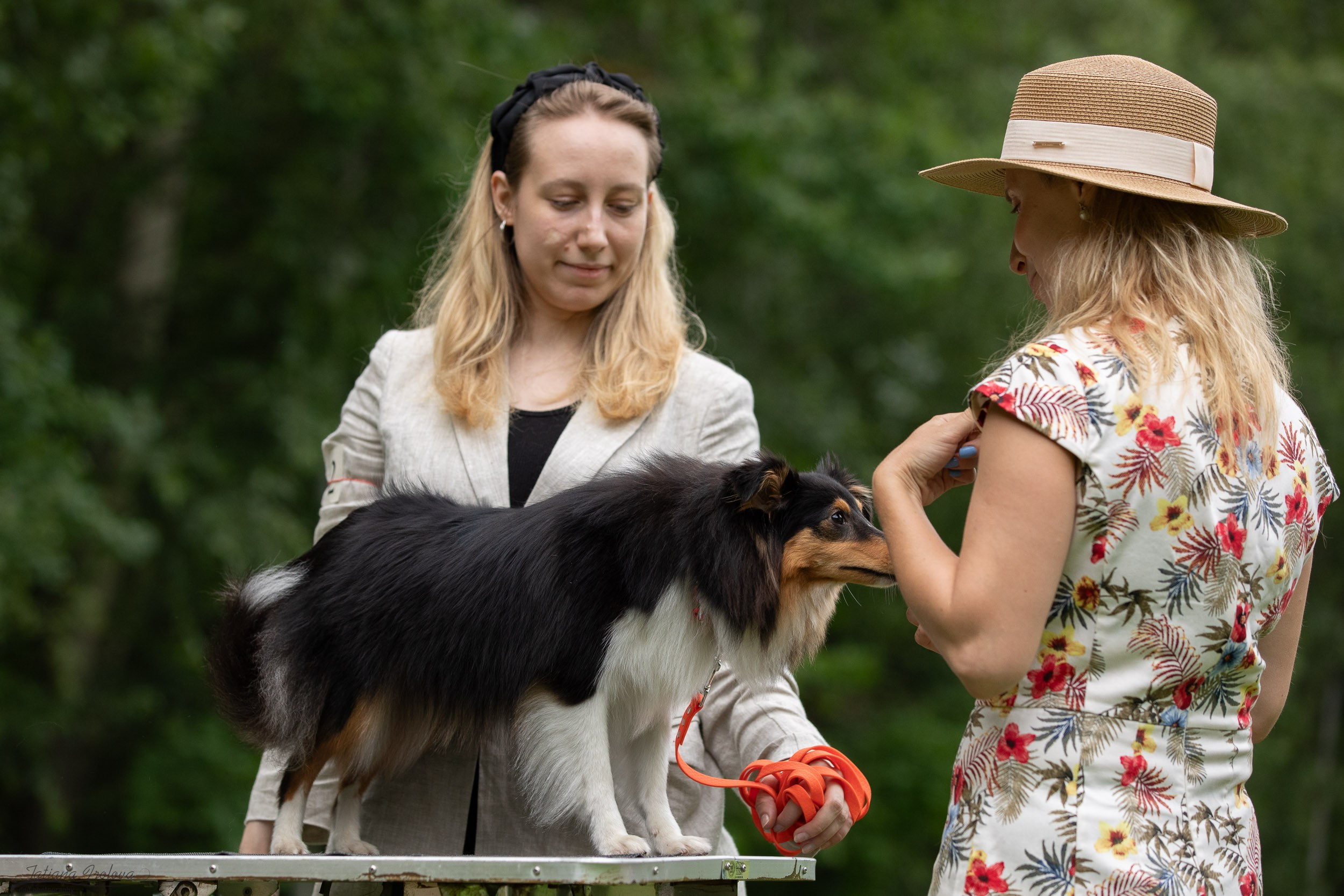 Репортаж с выводки молодняка колли/шелти в Ясенево. Фотограф-анималист в Москве и Московской области Татьяна Фролова