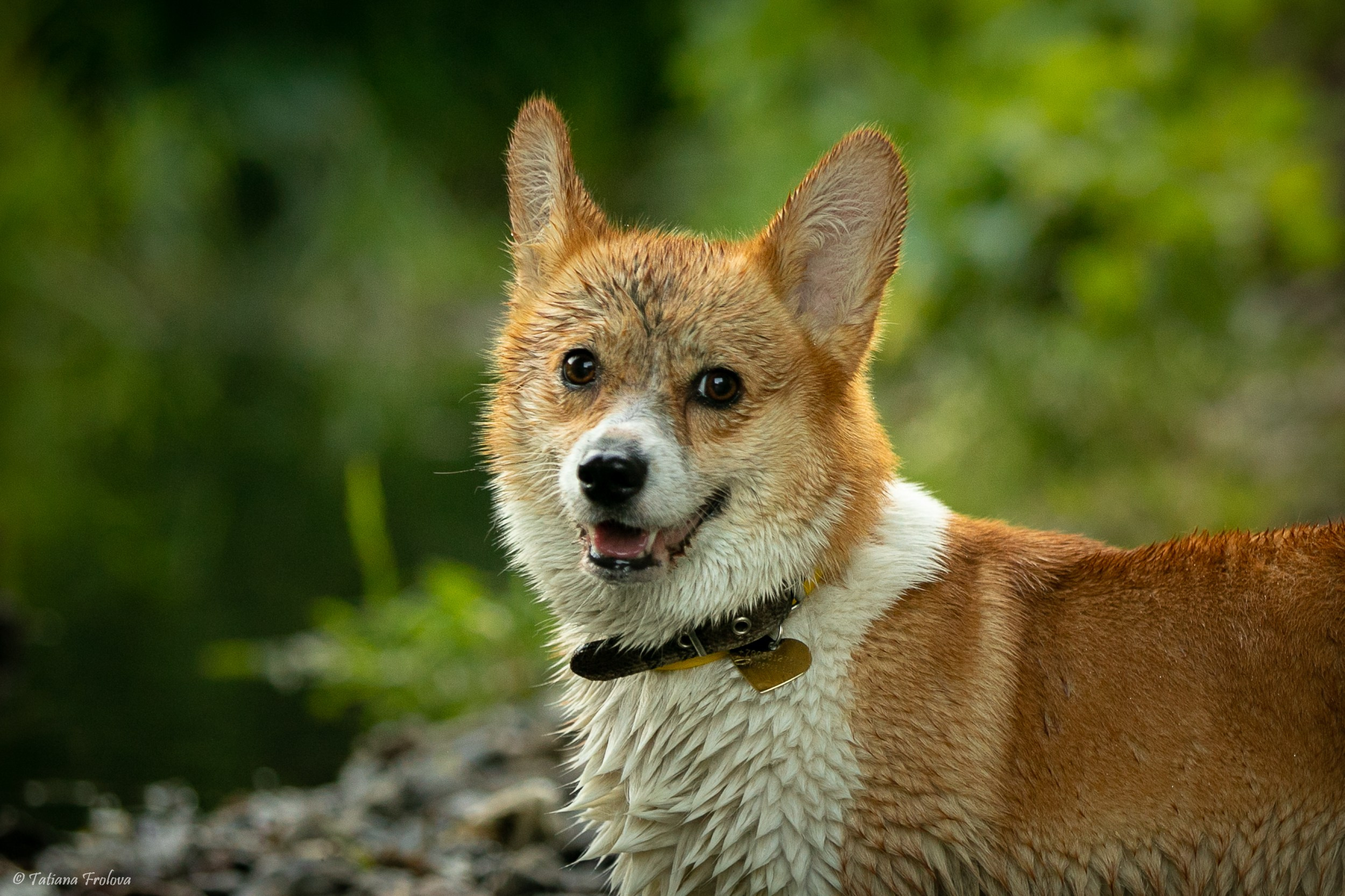Фотографии собаки с хозяйкой в парке летним вечером. Фотограф-анималист в Москве и Московской области Татьяна Фролова