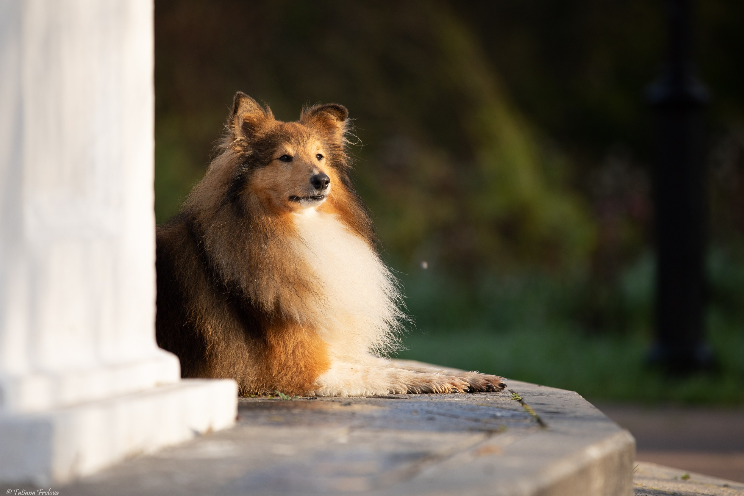 Утренняя фотопрогулка с двумя собаками по Москве. Фотограф-анималист в Москве и Московской области Татьяна Фролова