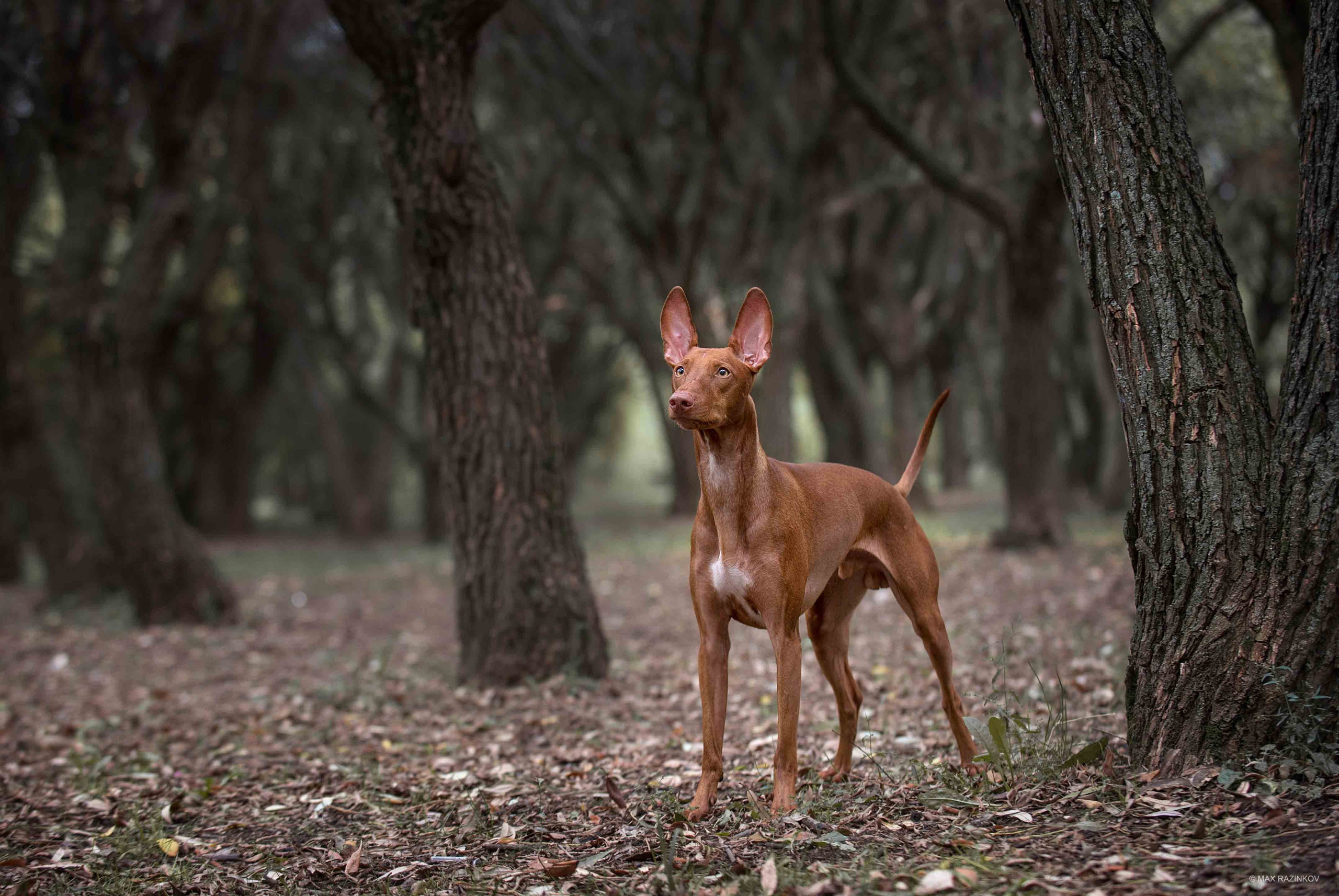 Собаки. Портретная и свадебная фотосъемка. Москва и область