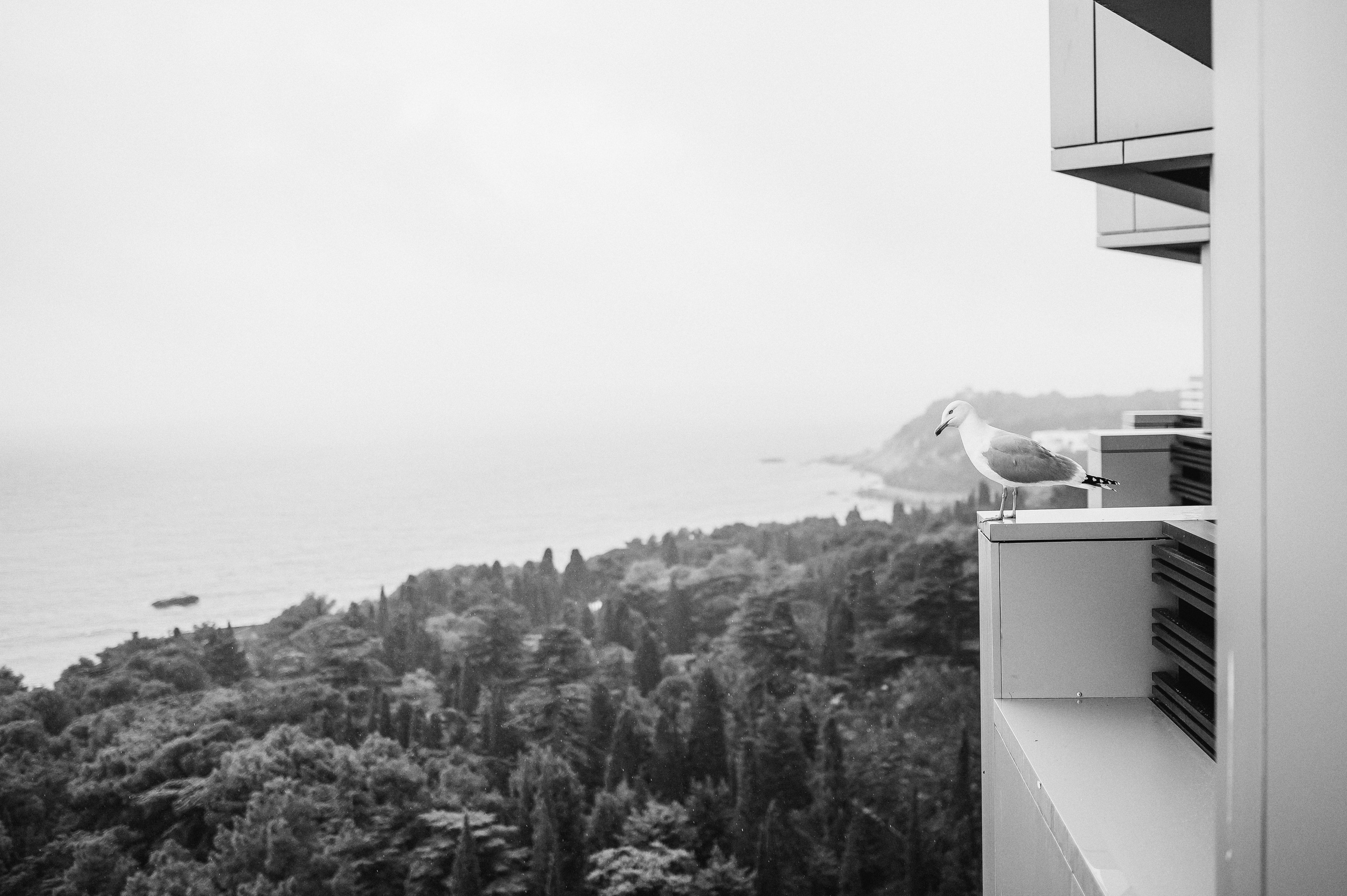 Свадебное утро и прогулка красивой яркой пары. Свадебный и семейный фотограф в Симферополе Дарья Маркова