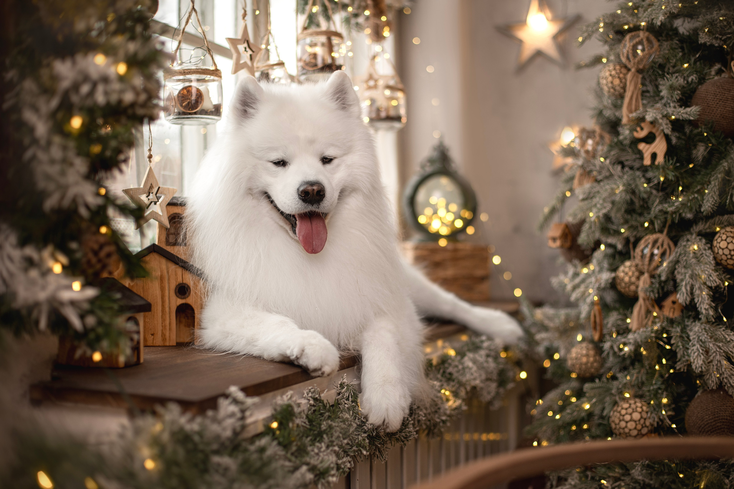 Фотосъемка собак в студии. Фотограф анималист в Москве Майорова Евгения