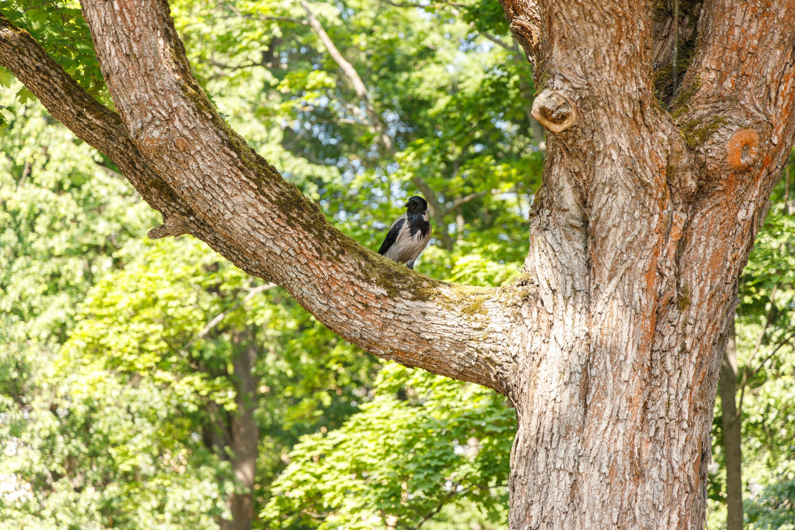 Центральная городская библиотека Алвара Аалто в Выборге. Фотограф Балаев Михаил