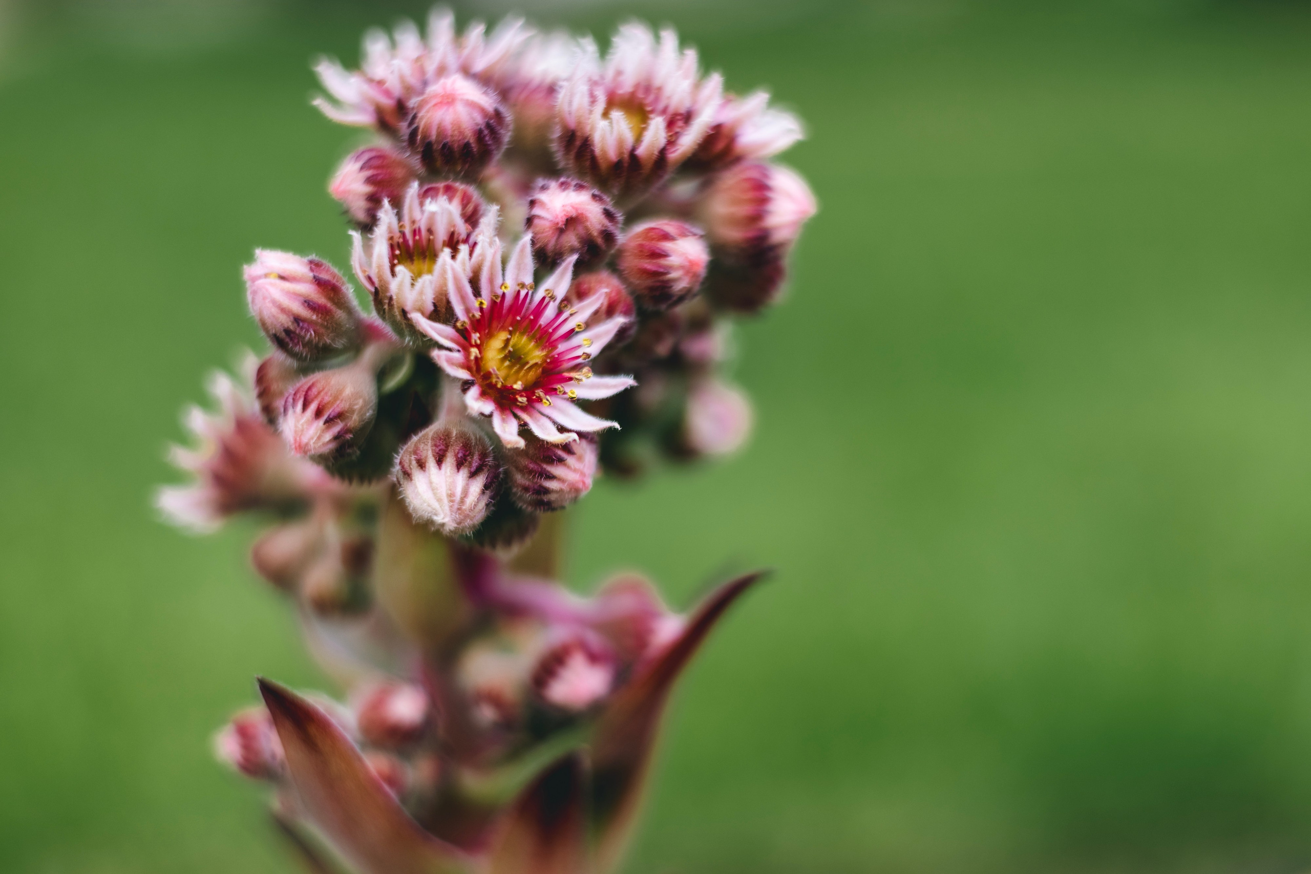 Любовь Георгиевна Пономарева. Садовод и ландшафтный дизайнер. Репортажный фотограф Наталья Лапцевич