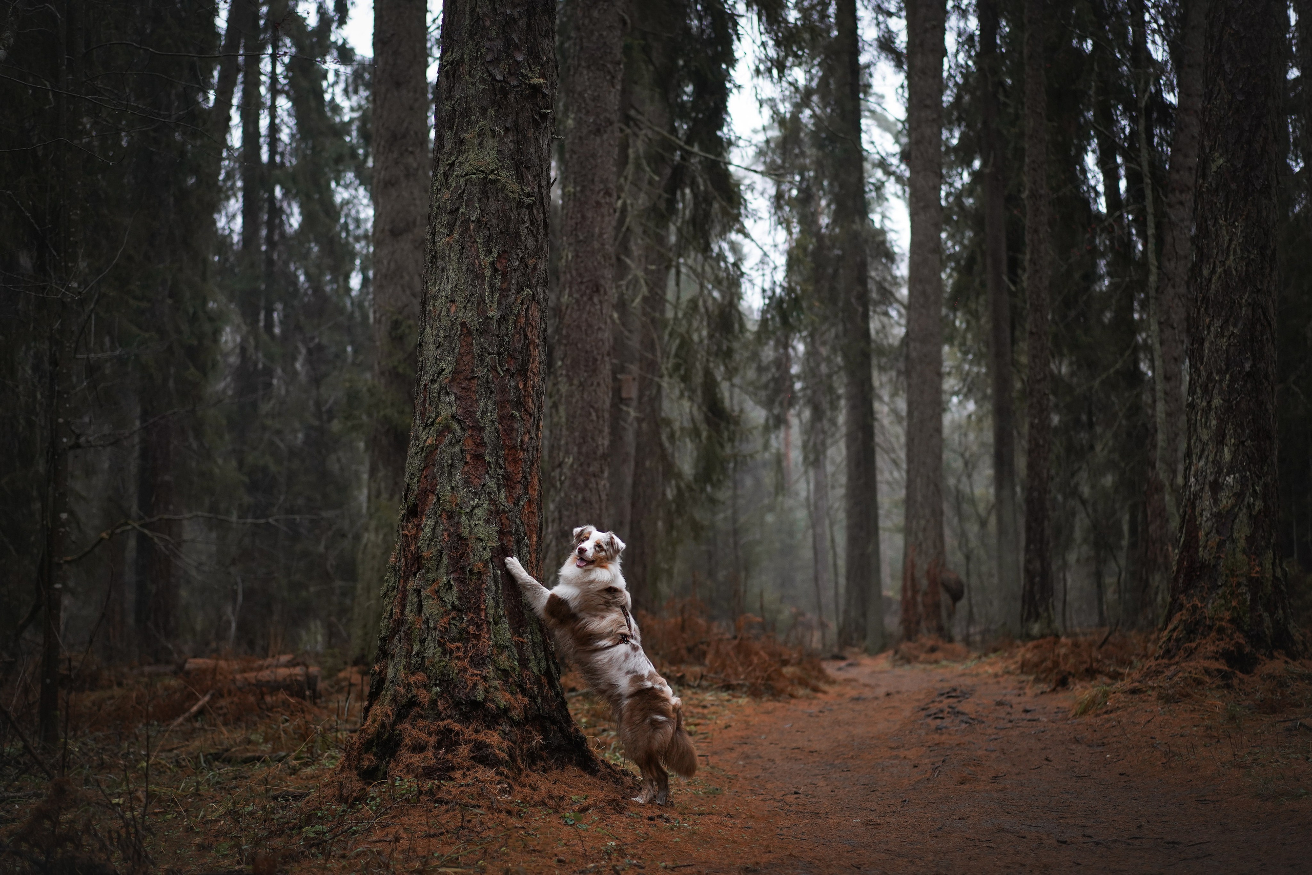 Панда Ноябрь. Фотограф-анималист в Санкт-Петербурге Яна Мартынова