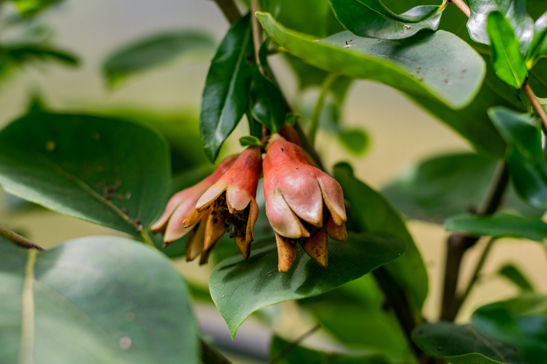 Антон Курдюмов фотограф в Хабаровске Рина Курдюмова фото27 foto27 Антон Дорофеев репортажный репортаж документалист Тони и Рина фотосоздатели Виноградники Хехцир 2024 Хабаровск виноград дикий фермер фермерство дачный сезон