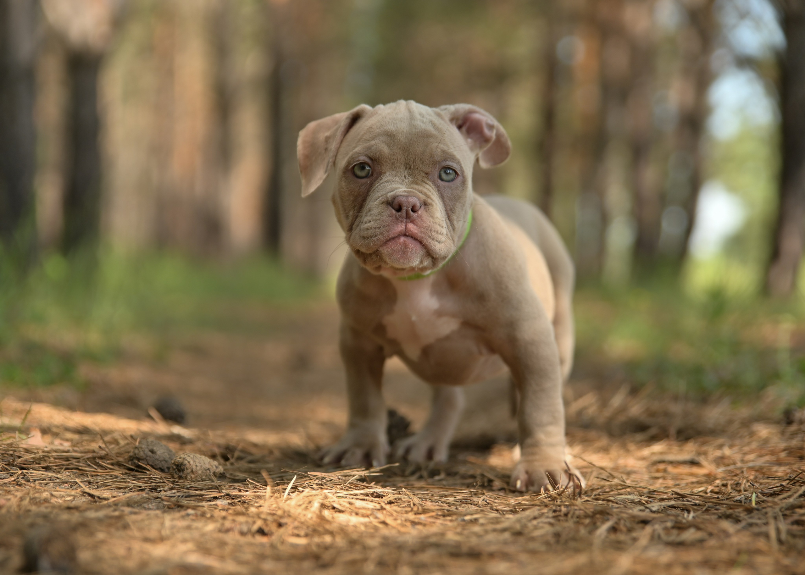 Свободные щенки Американский Булли в Иркутске. Питомник собак Иркутск