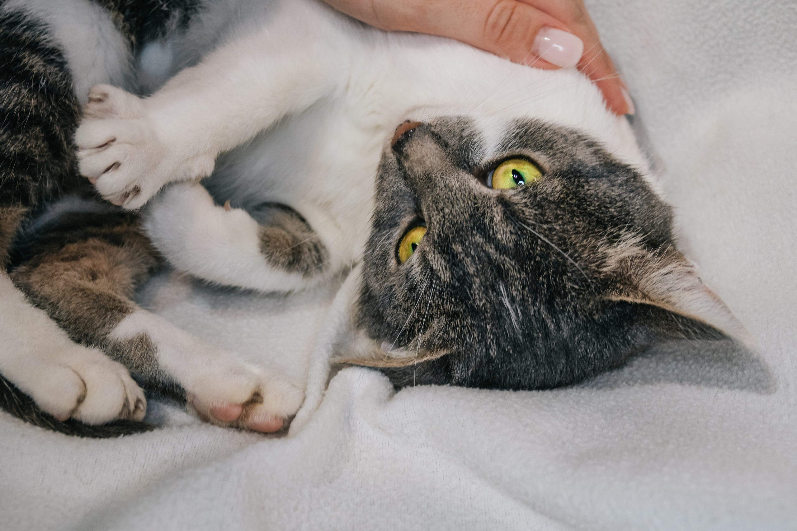 Кошка Машка ищет дом. Фотограф-анималист в Москве Юлия Лайхо