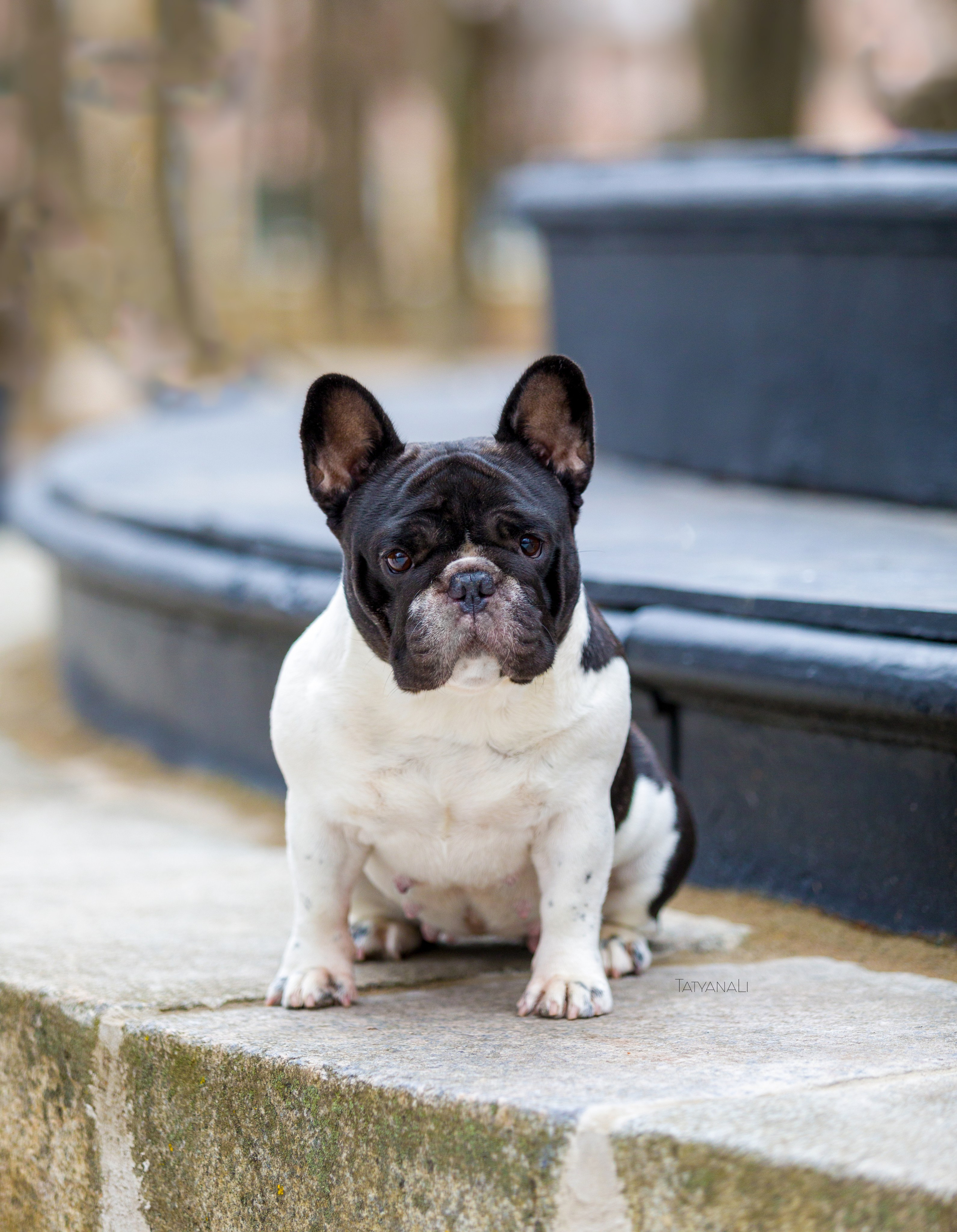 Французкий бульдог. Фотограф — анималист Татьяна Ли