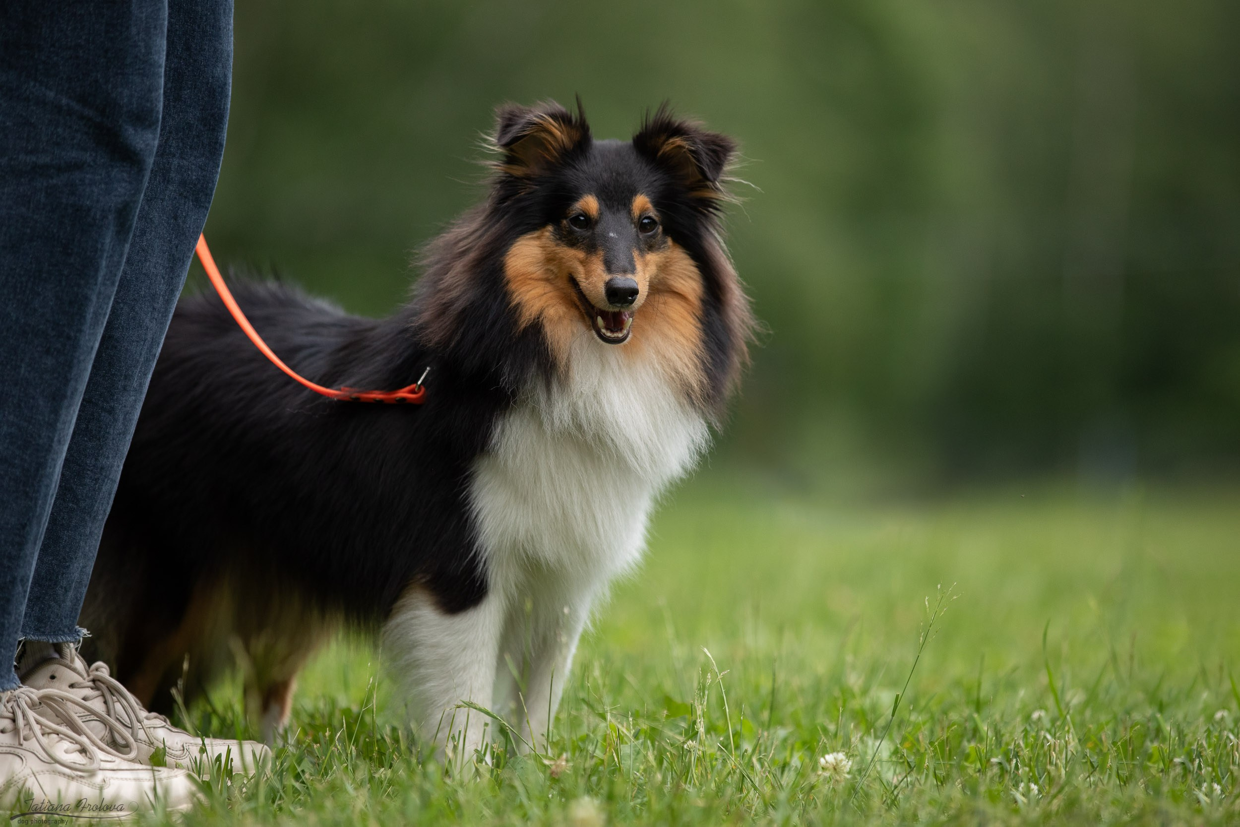 Репортаж с выводки молодняка колли/шелти в Ясенево. Фотограф-анималист в Москве и Московской области Татьяна Фролова