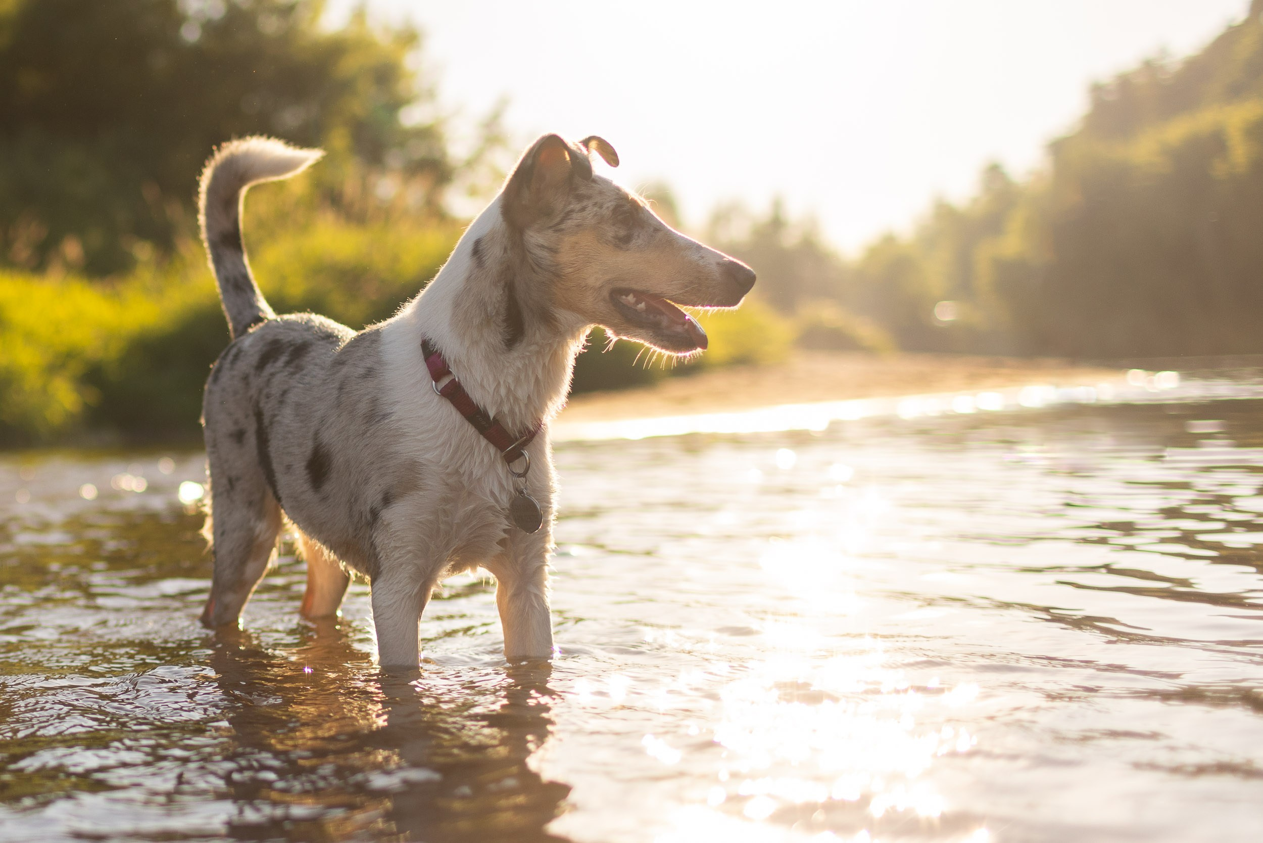 Купание щенков в стиле лайфстайл. Фотограф-анималист в Москве и Московской области Татьяна Фролова