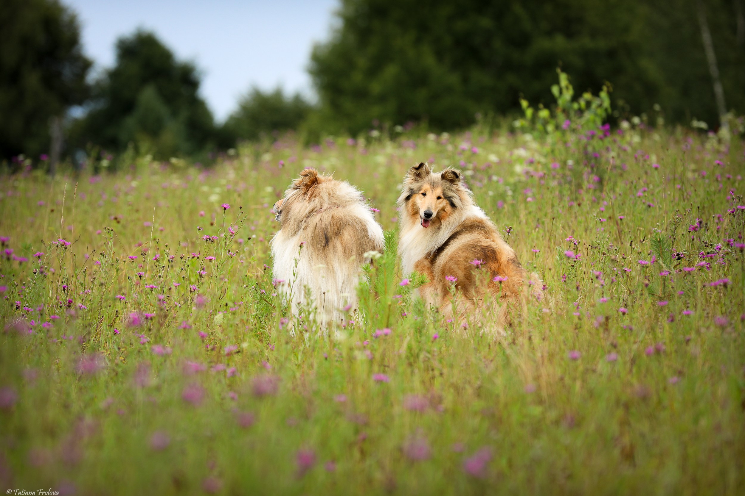 Фотопрогулка для нескольких собак загородом. Фотограф-анималист в Москве и Московской области Татьяна Фролова