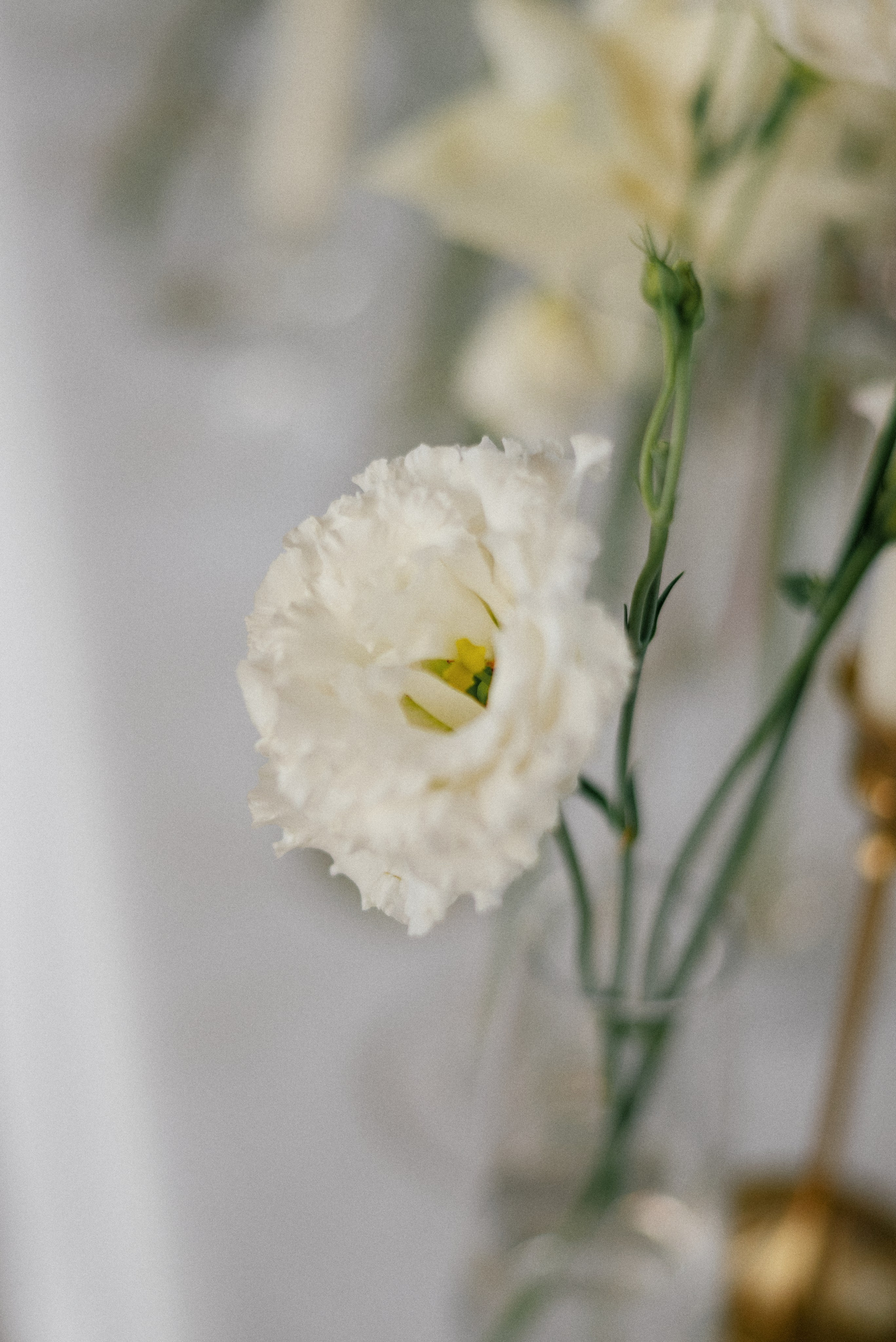 Оксана & Игорь. Алёна Куртова